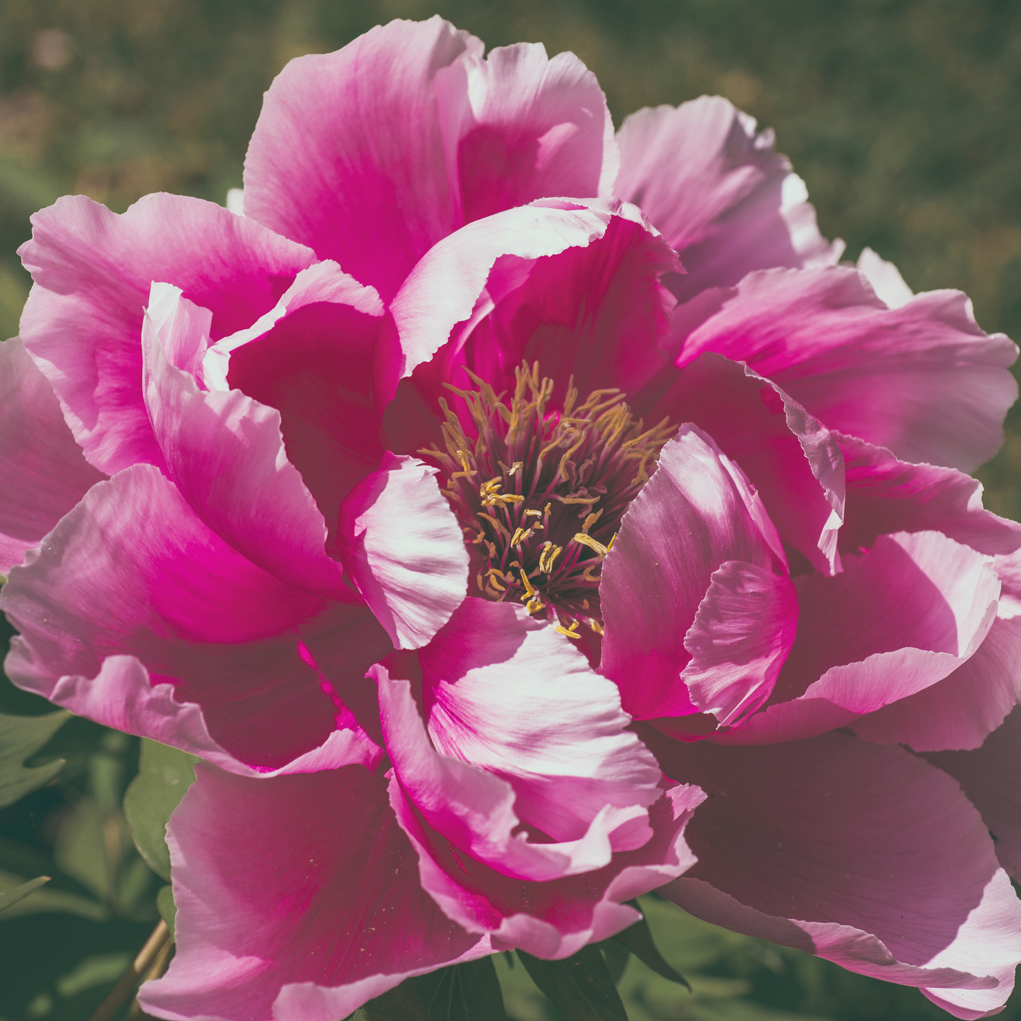 Nikon D800 + Nikon AF Micro-Nikkor 60mm F2.8D sample photo. Paeonia flower pink close-up photography