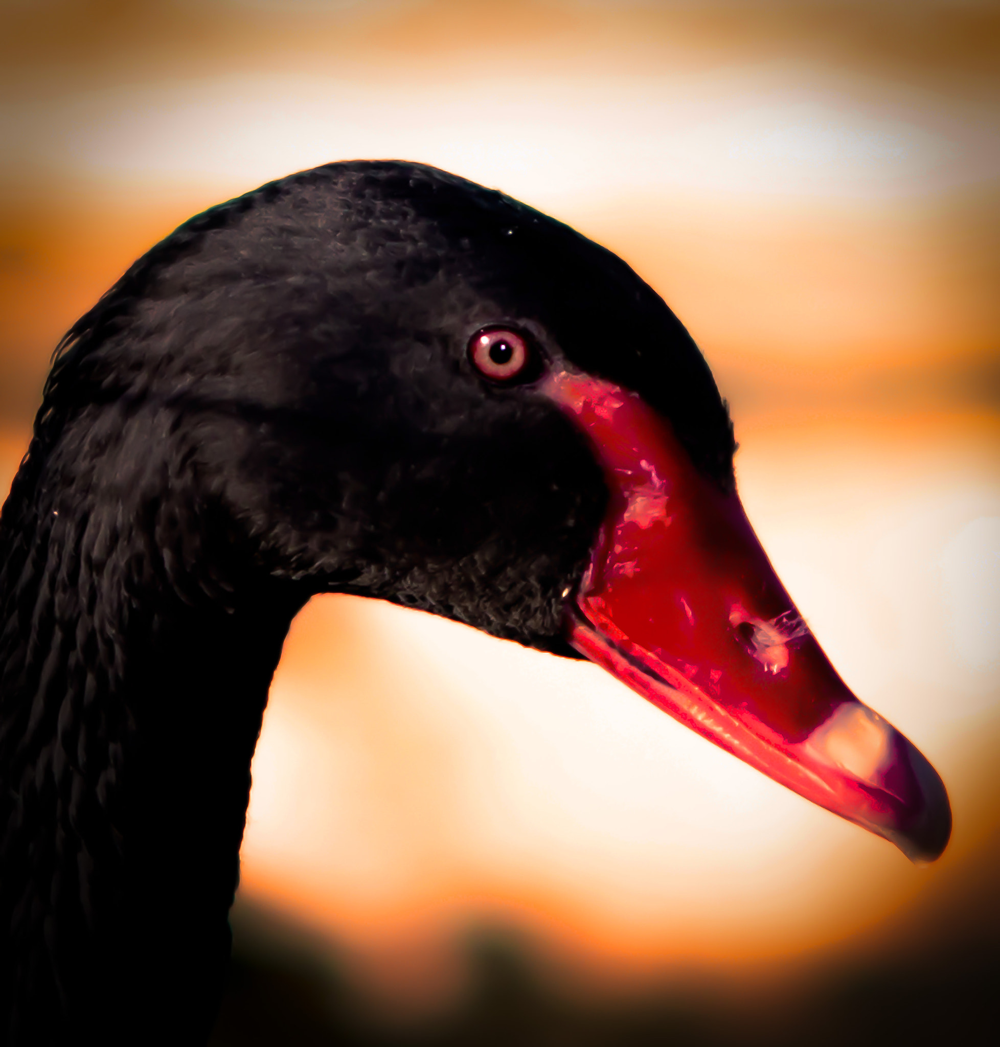 Nikon D800 + AF DC-Nikkor 135mm f/2D sample photo. Black swan head shot photography