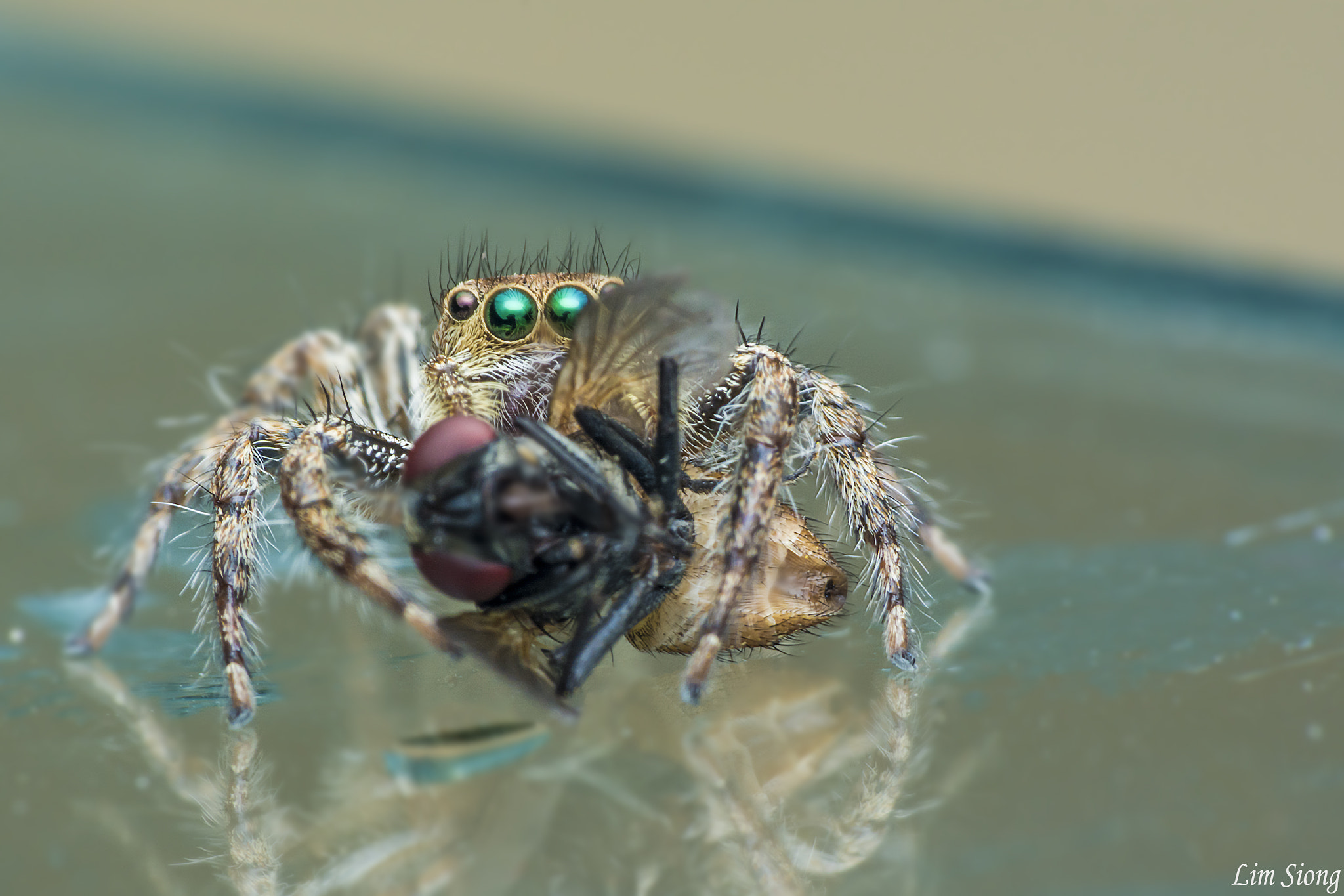 Sigma 70-300mm F4-5.6 APO DG Macro sample photo. Jumping spider with prey on reflection photography
