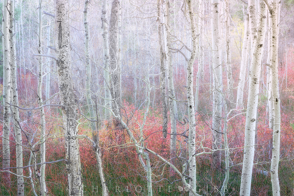 Canon EF 70-200mm F2.8L USM sample photo. Enchanted forest photography
