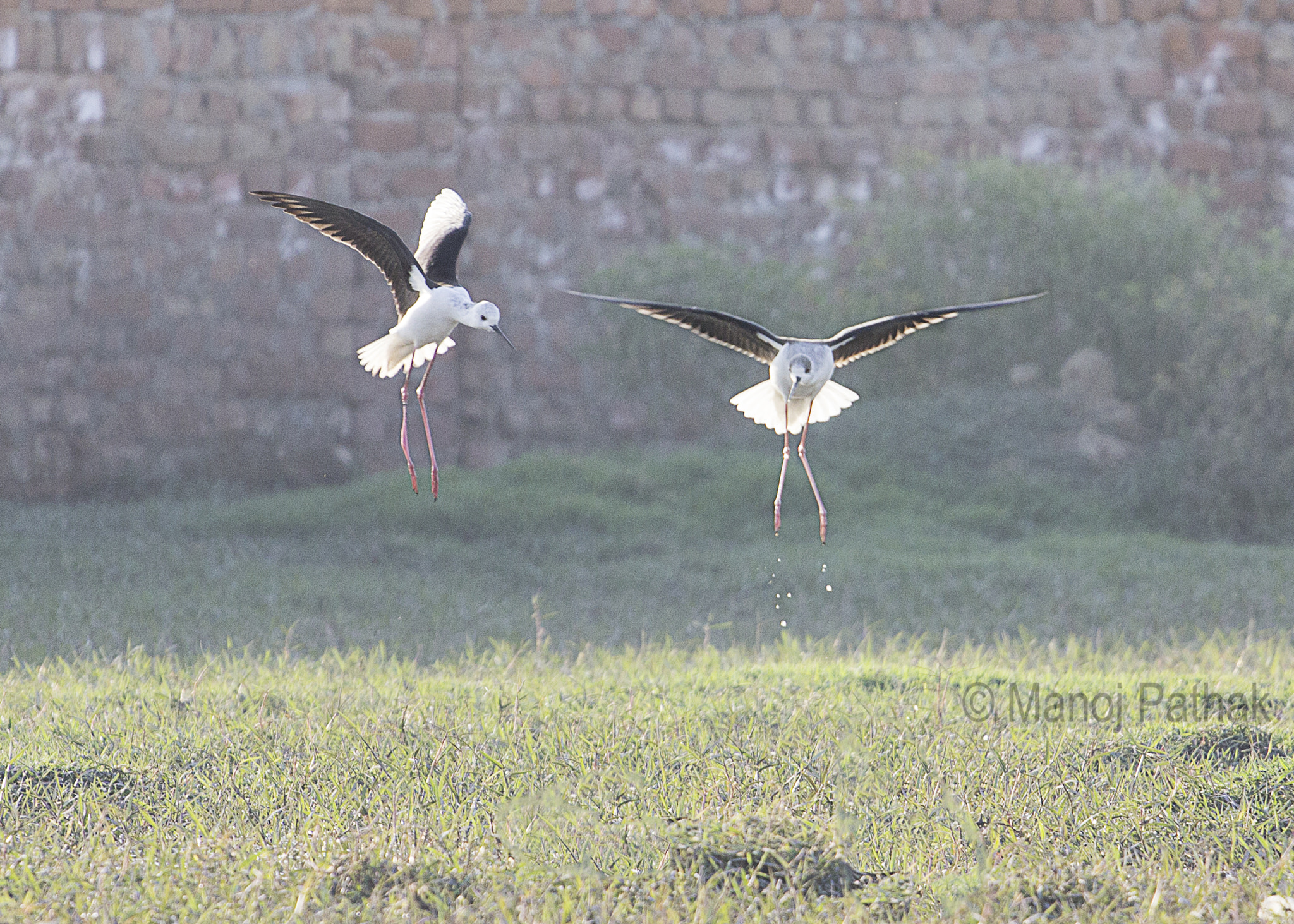 Canon EOS 600D (Rebel EOS T3i / EOS Kiss X5) + Canon EF 70-200mm F4L USM sample photo. Dance in the air :black necked stilt photography