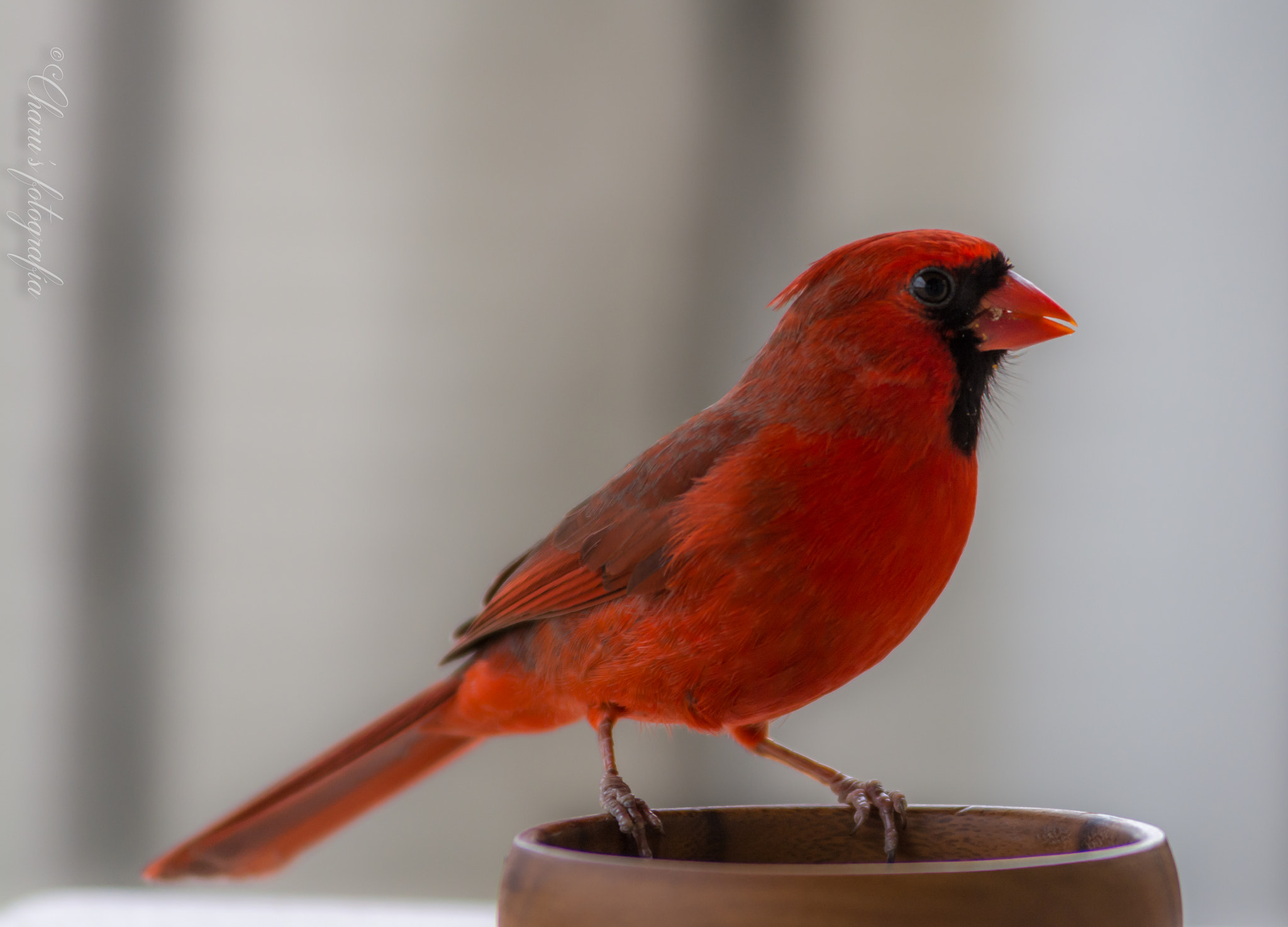 Nikon AF-Nikkor 80-200mm F2.8D ED sample photo. Mr. cardinal photography