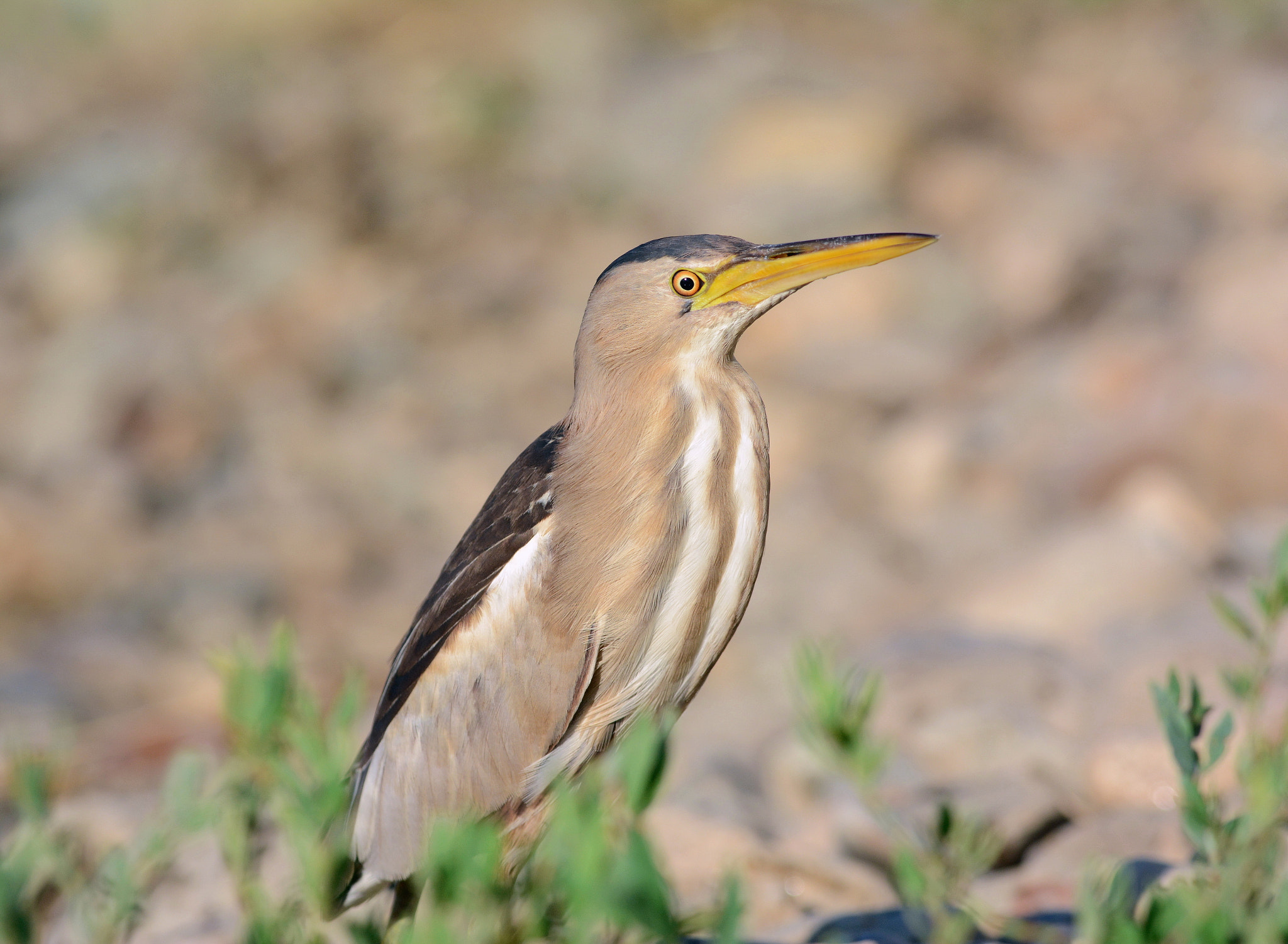Nikon AF-S Nikkor 300mm F4D ED-IF sample photo. Portrait. photography