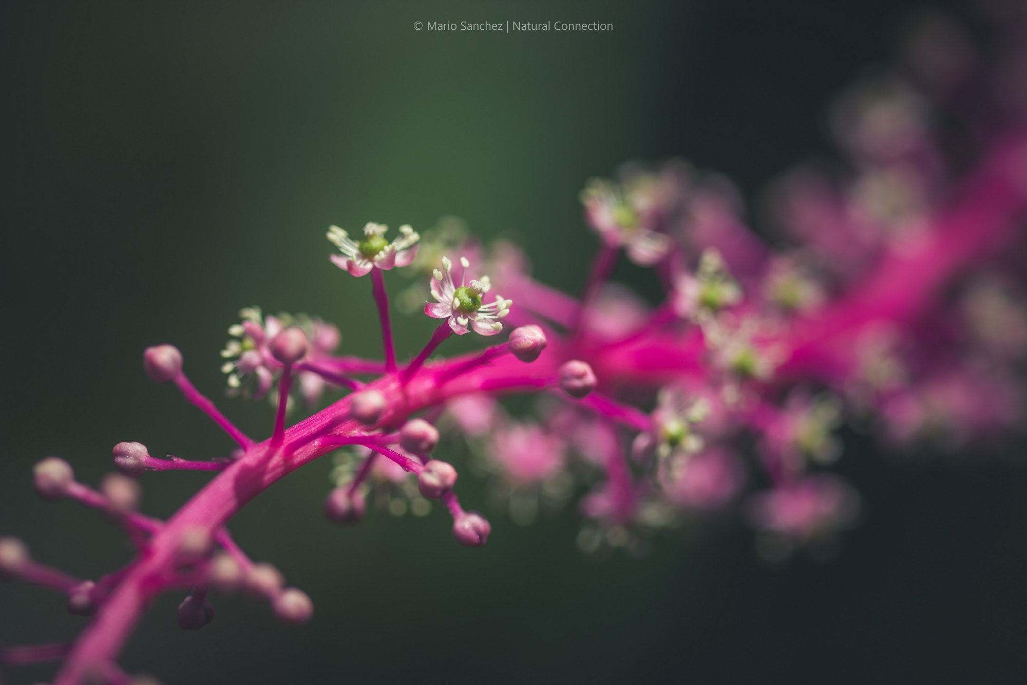 Canon EF 100mm F2.8 Macro USM sample photo. Detallitos photography