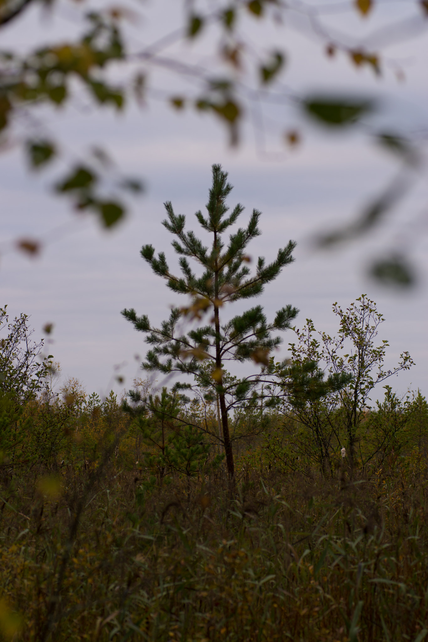 Sigma 70mm F2.8 EX DG Macro sample photo. Pushing through photography