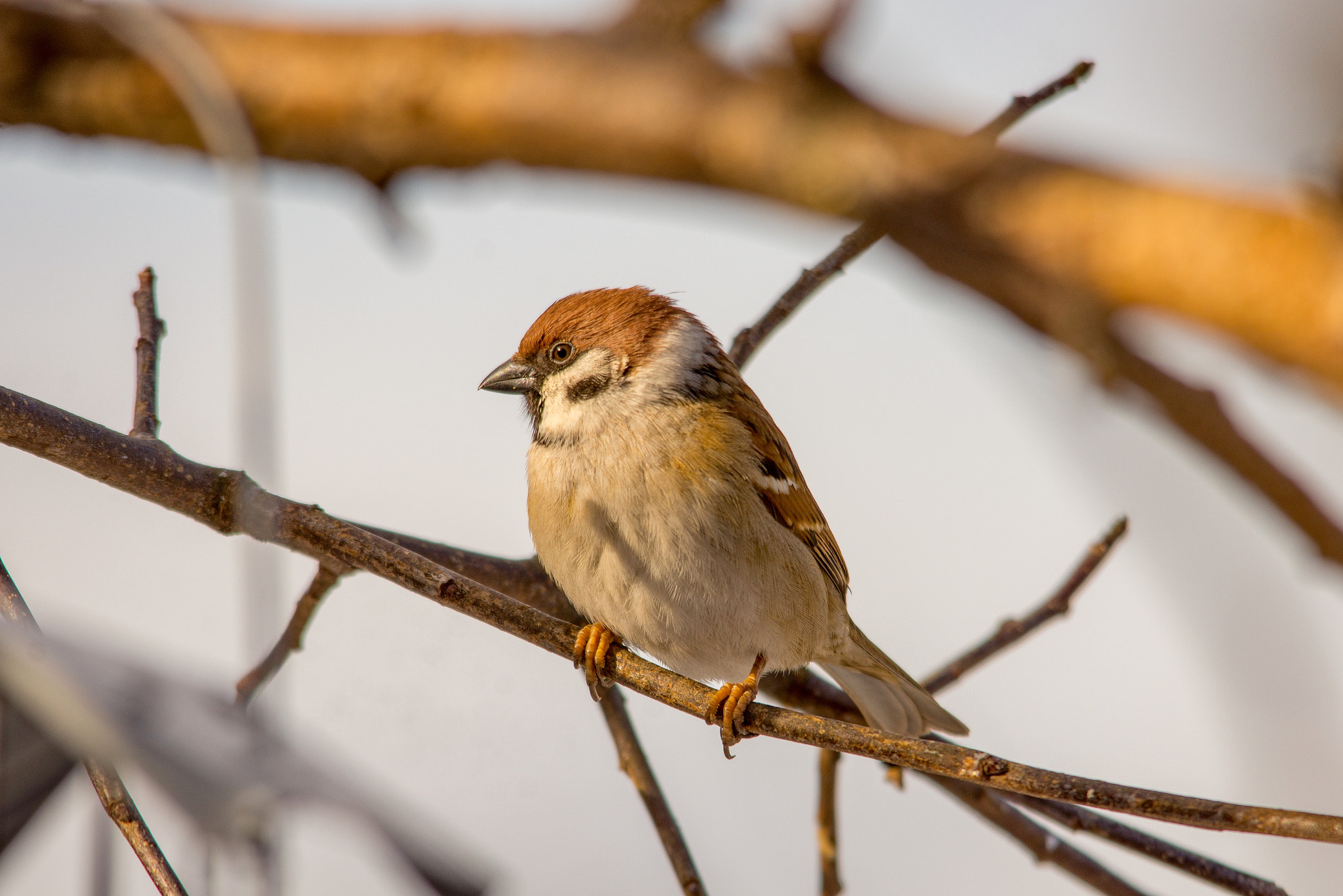 Sigma 150-500mm F5-6.3 DG OS HSM sample photo. Eurasian tree sparrow photography