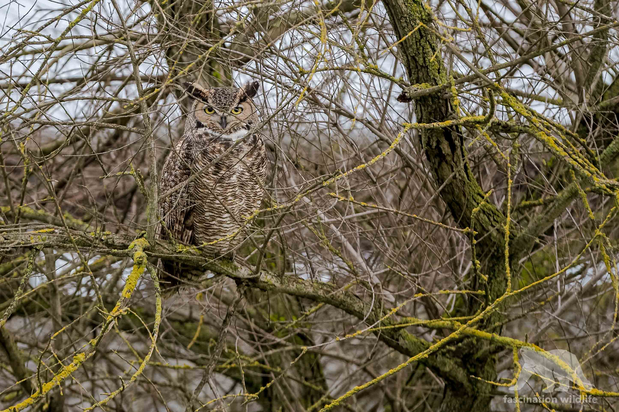 Sigma 150-600mm F5-6.3 DG OS HSM | S sample photo. Perfect camouflage photography