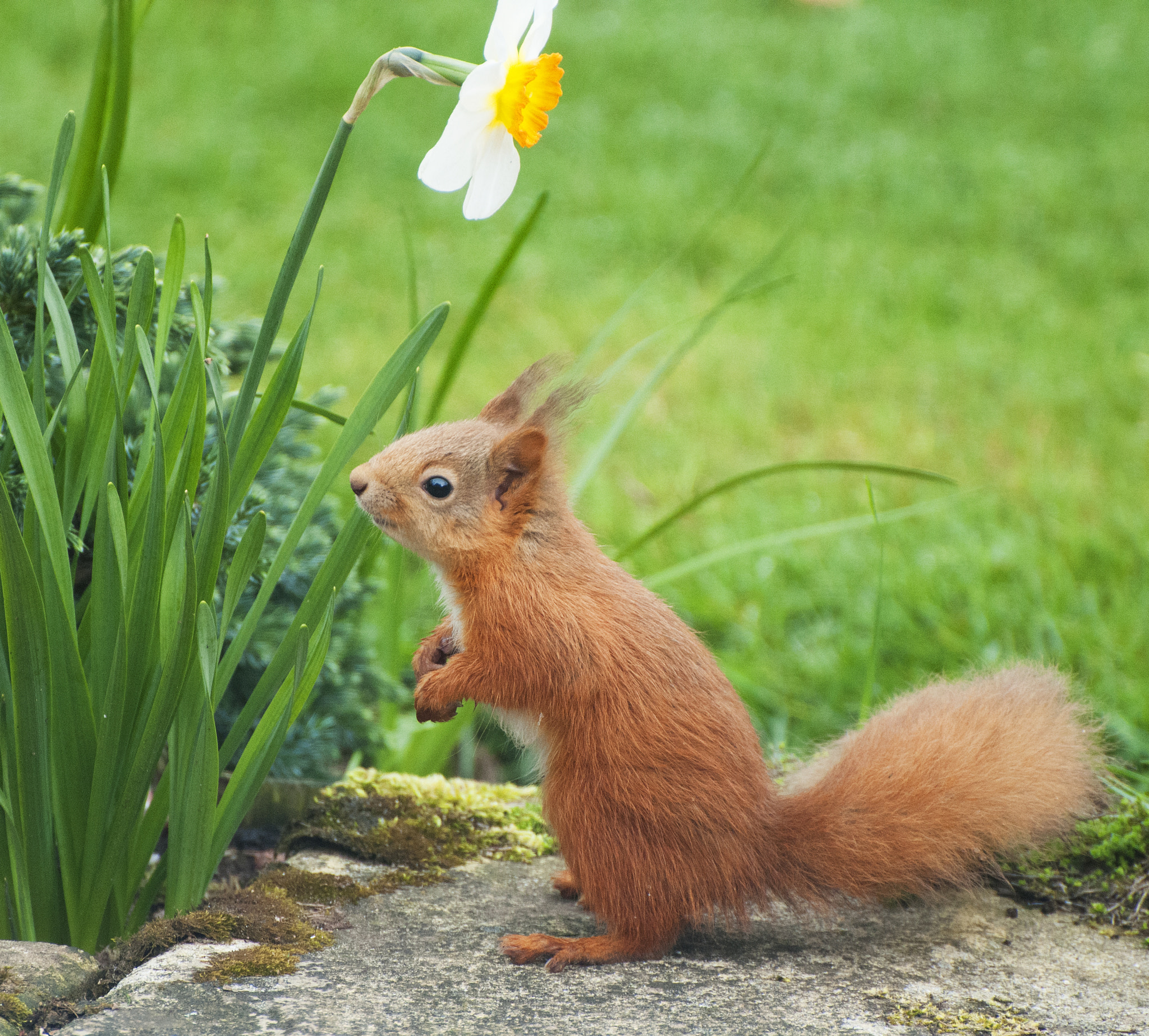 Nikon D300 sample photo. Red squirrel photography