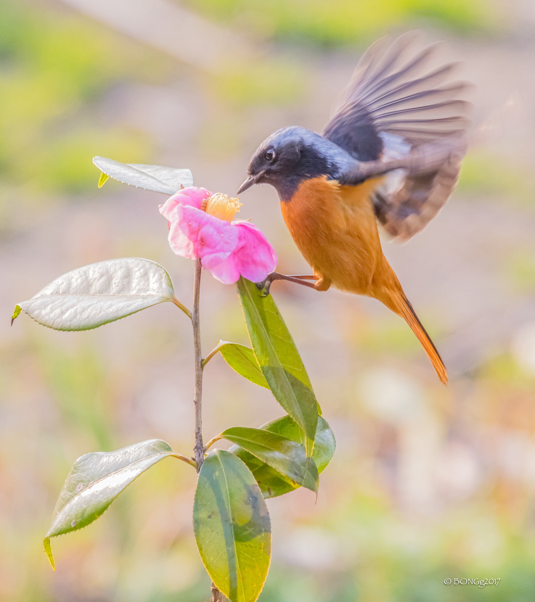 Canon EOS 7D Mark II + Canon EF 100-400mm F4.5-5.6L IS USM sample photo. Daurian redstart photography