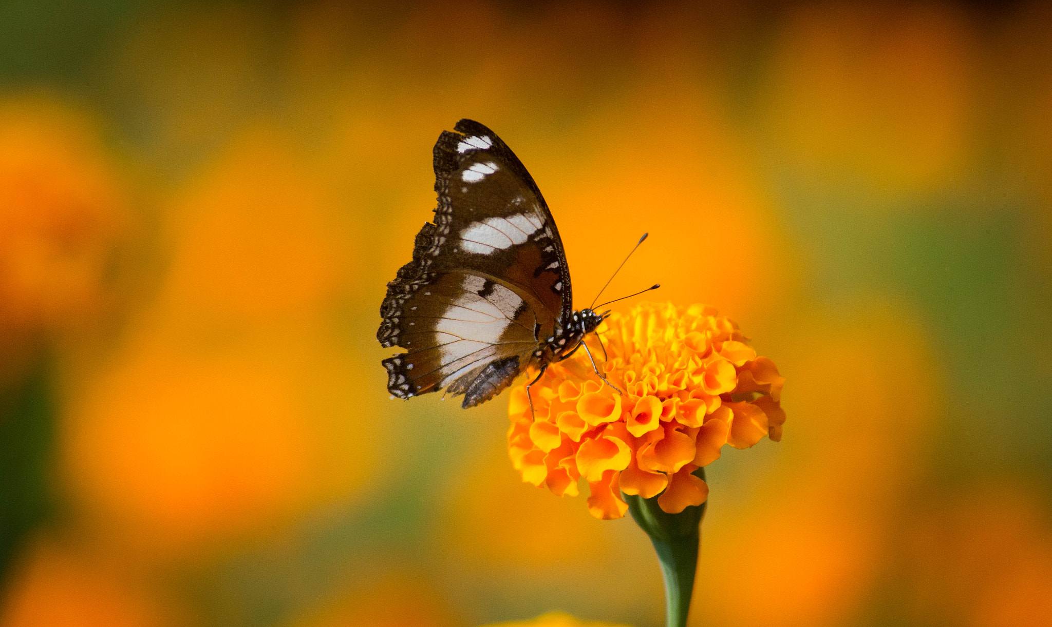 Nikon D3100 sample photo. A butterfly  photography