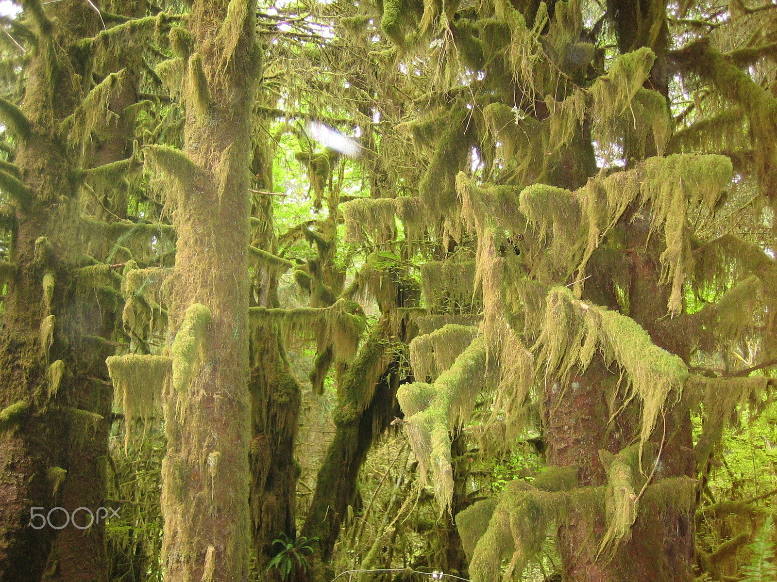 Canon POWERSHOT SD200 sample photo. Old growth forest photography