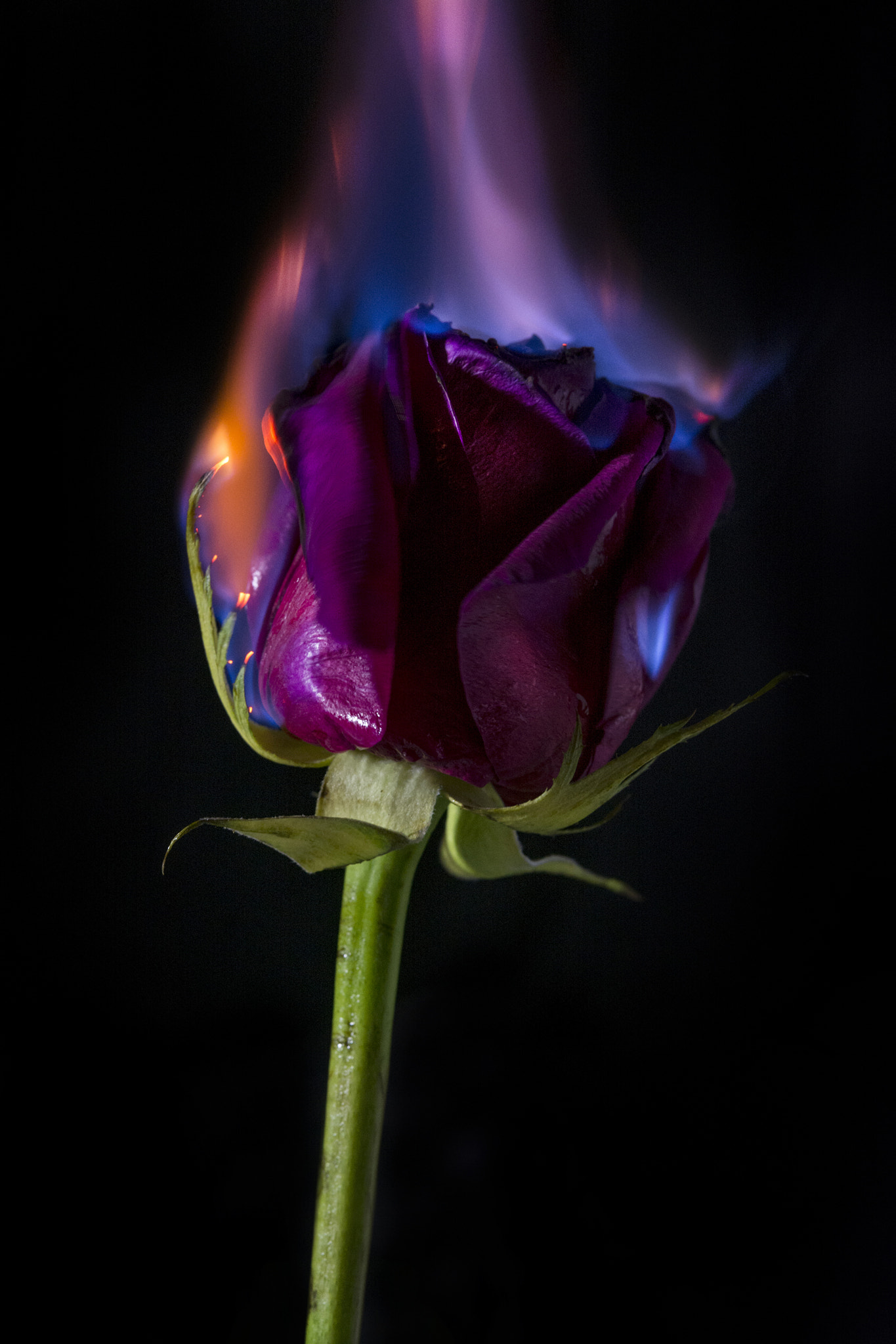 Nikon AF-S Micro-Nikkor 60mm F2.8G ED sample photo. Rarefazione photography