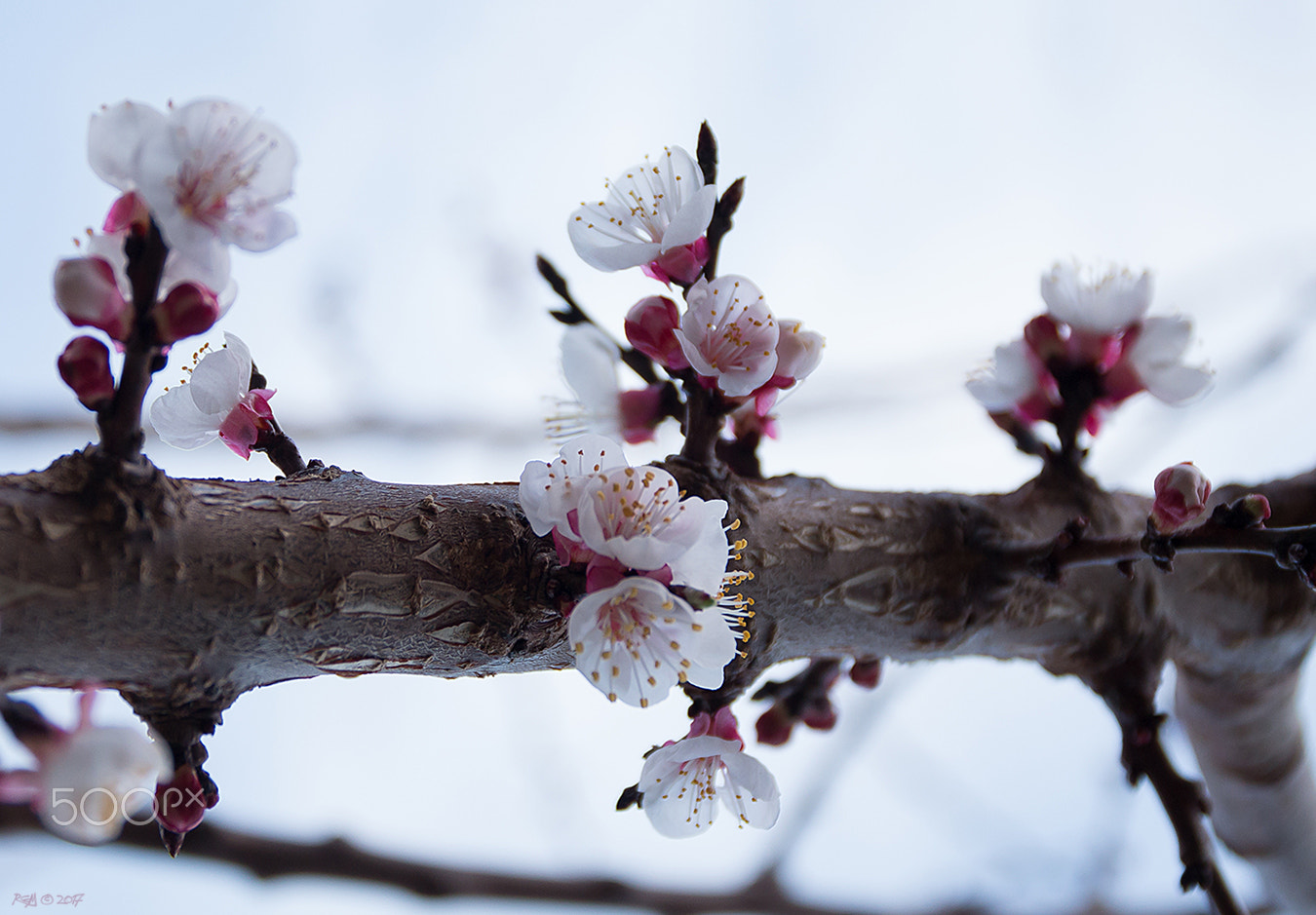 Canon EOS 70D sample photo. Approach of spring photography
