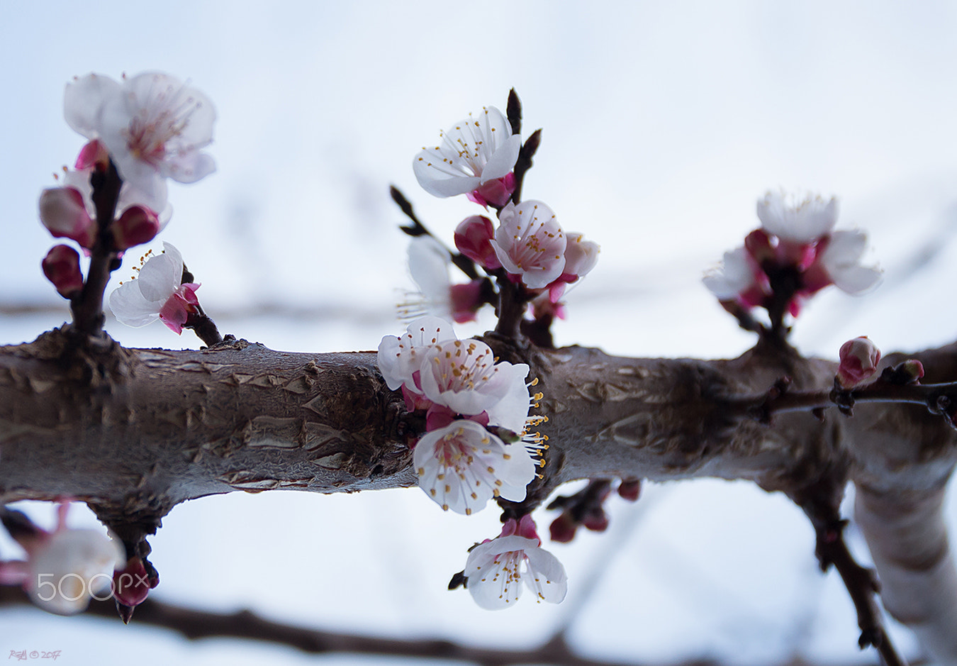 Sigma 17-70mm F2.8-4 DC Macro OS HSM sample photo. Approach of spring photography