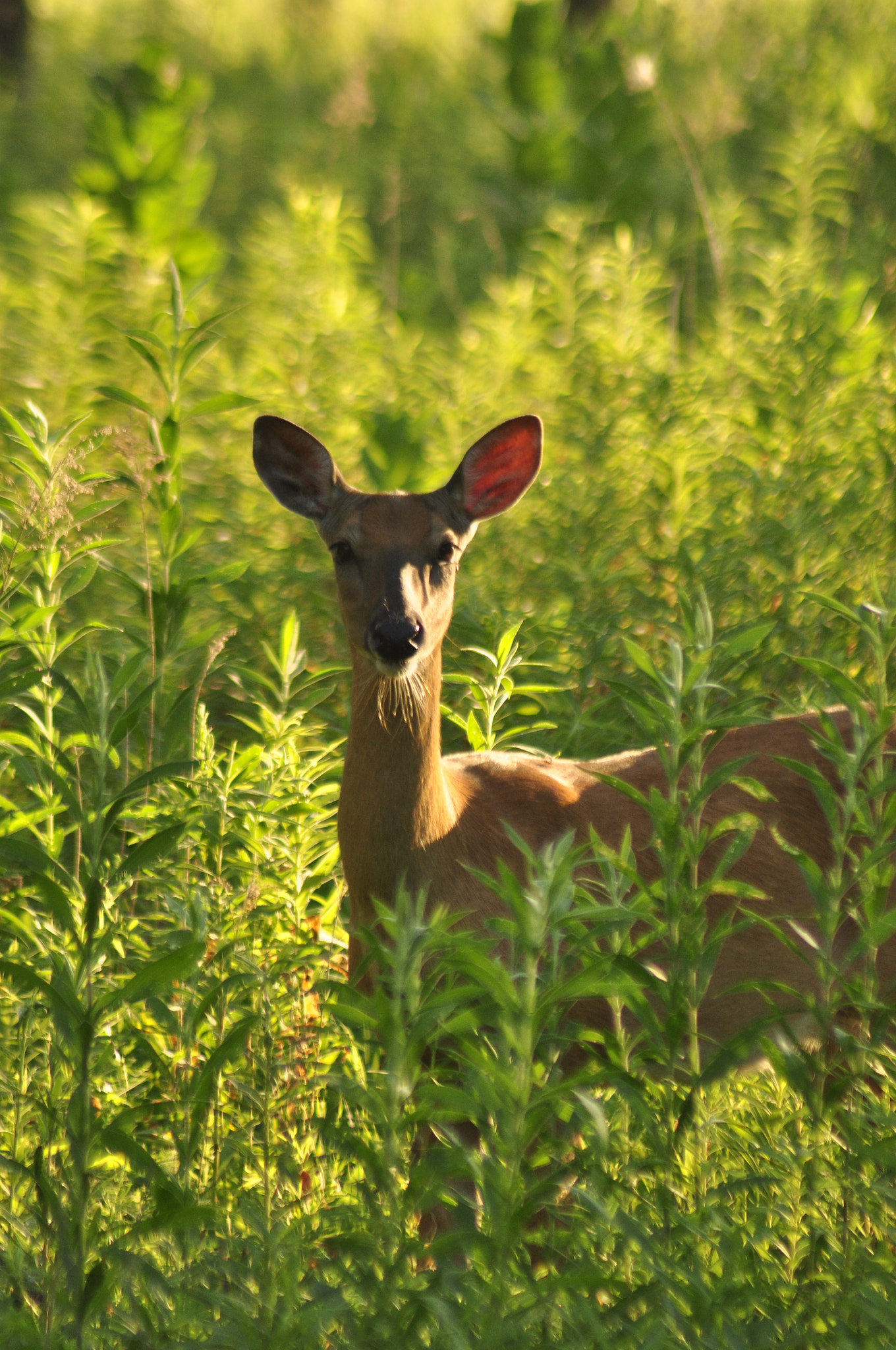 Nikon AF Nikkor 70-300mm F4-5.6G sample photo. Nature  photography