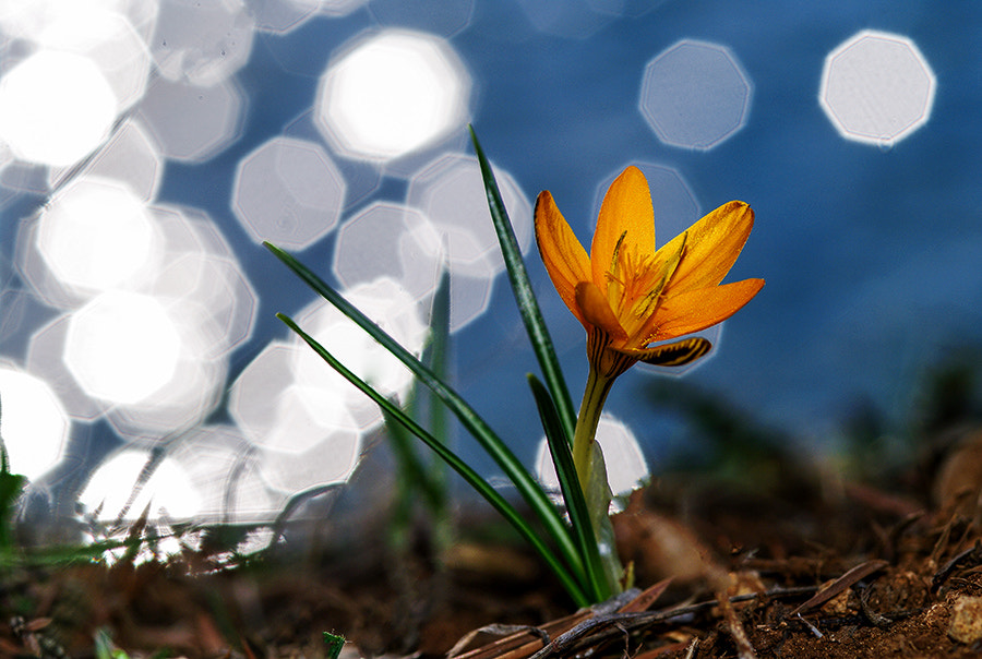 smc PENTAX-FA Macro 100mm F2.8 sample photo. Spring time photography