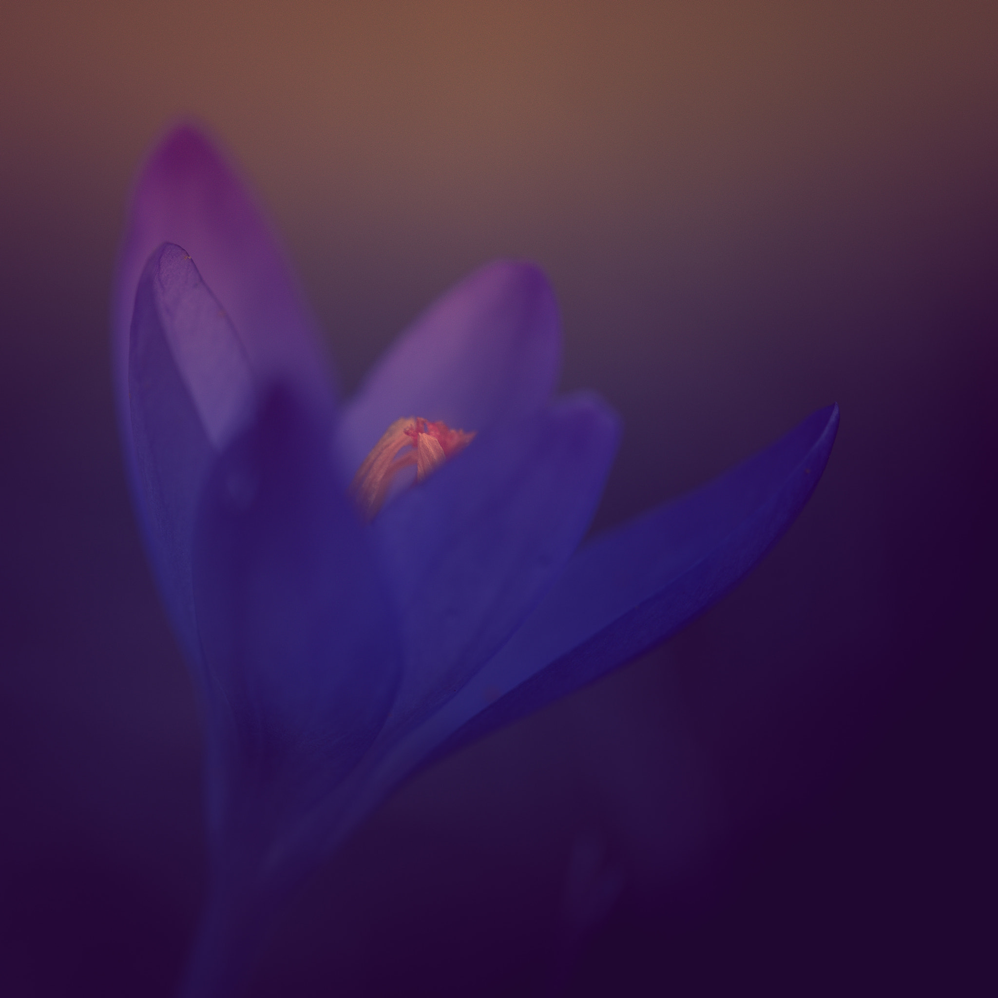 Sony a99 II + 105mm F2.8 sample photo. Krokus photography