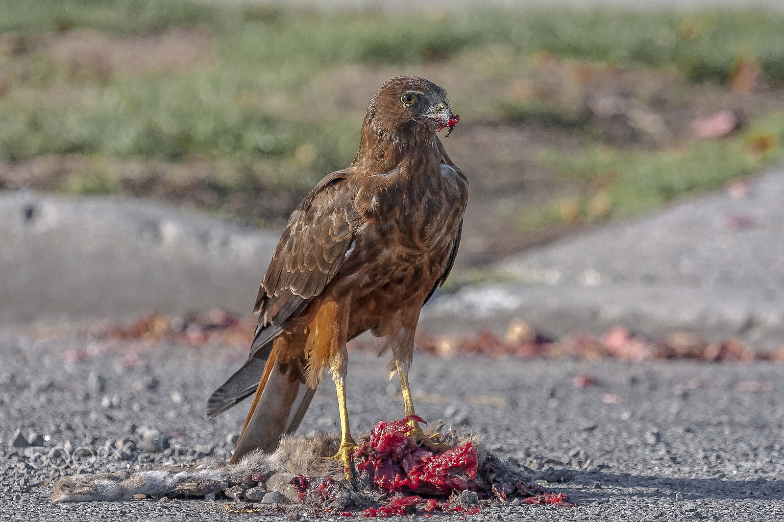 Canon EF 100-400mm F4.5-5.6L IS USM sample photo. Australasian harrier photography