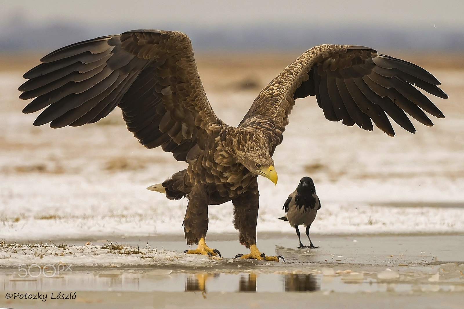 Olympus OM-D E-M1 Mark II sample photo. Powerful eagle photography