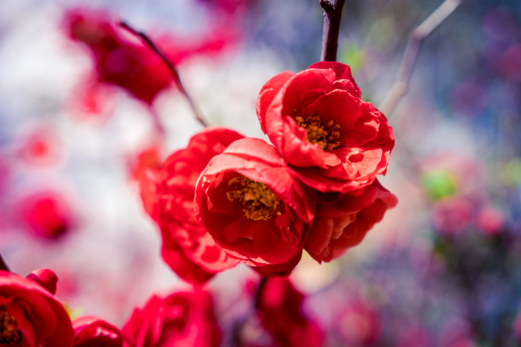 Sony a6300 sample photo. Red blossoms photography