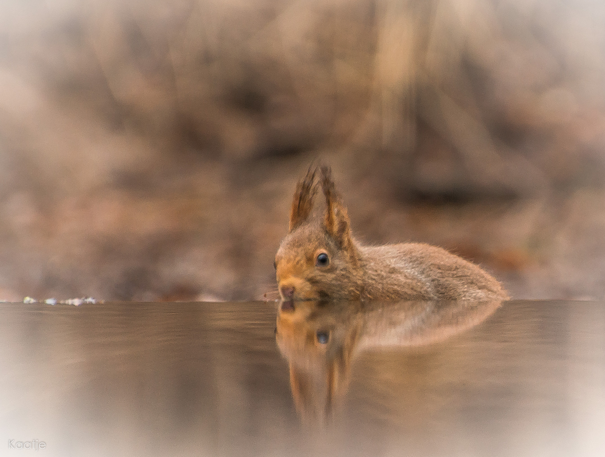 Nikon D800 sample photo. Squirrel reflections photography