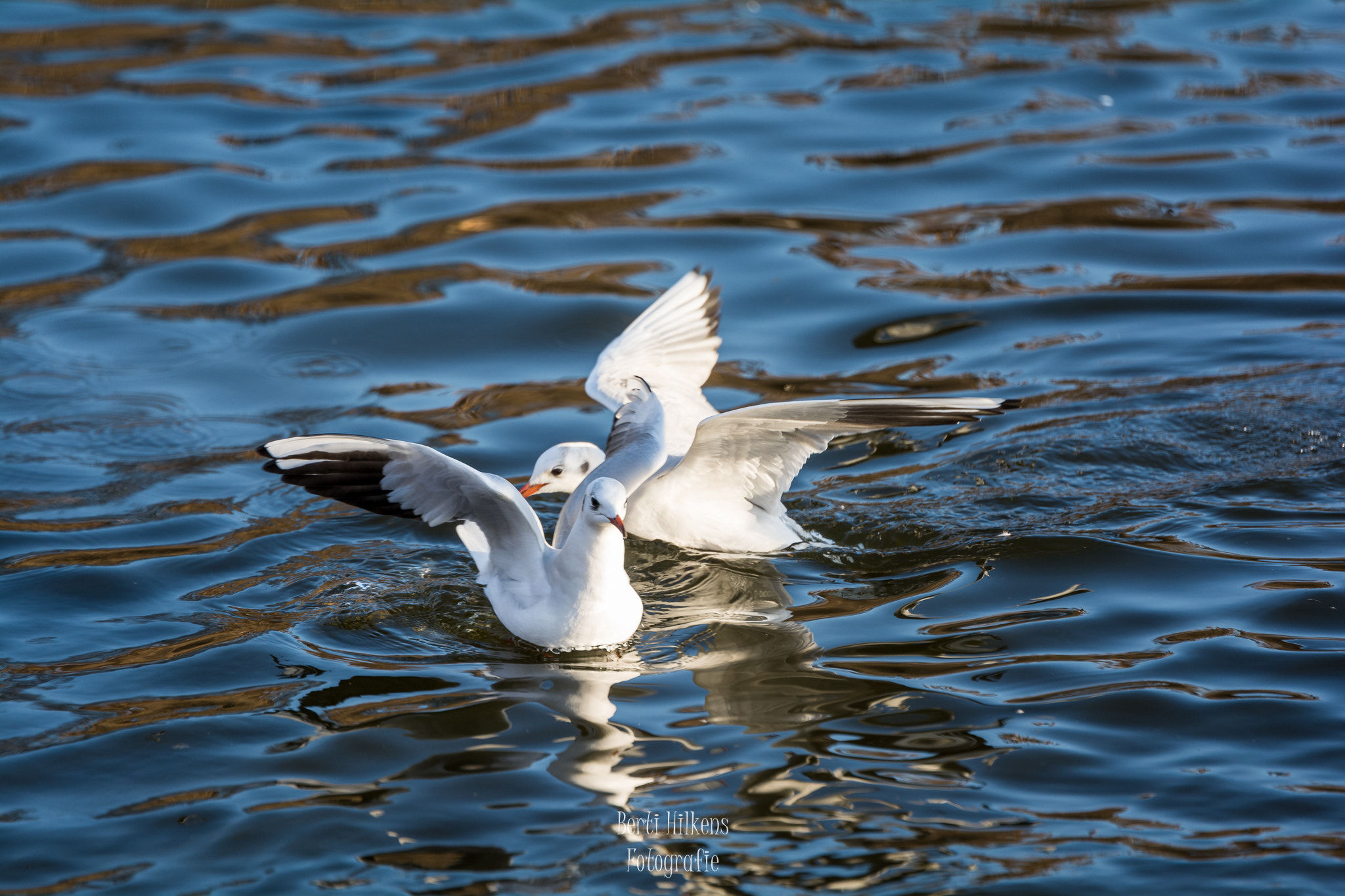 Tamron SP 70-200mm F2.8 Di VC USD sample photo. Birds photography