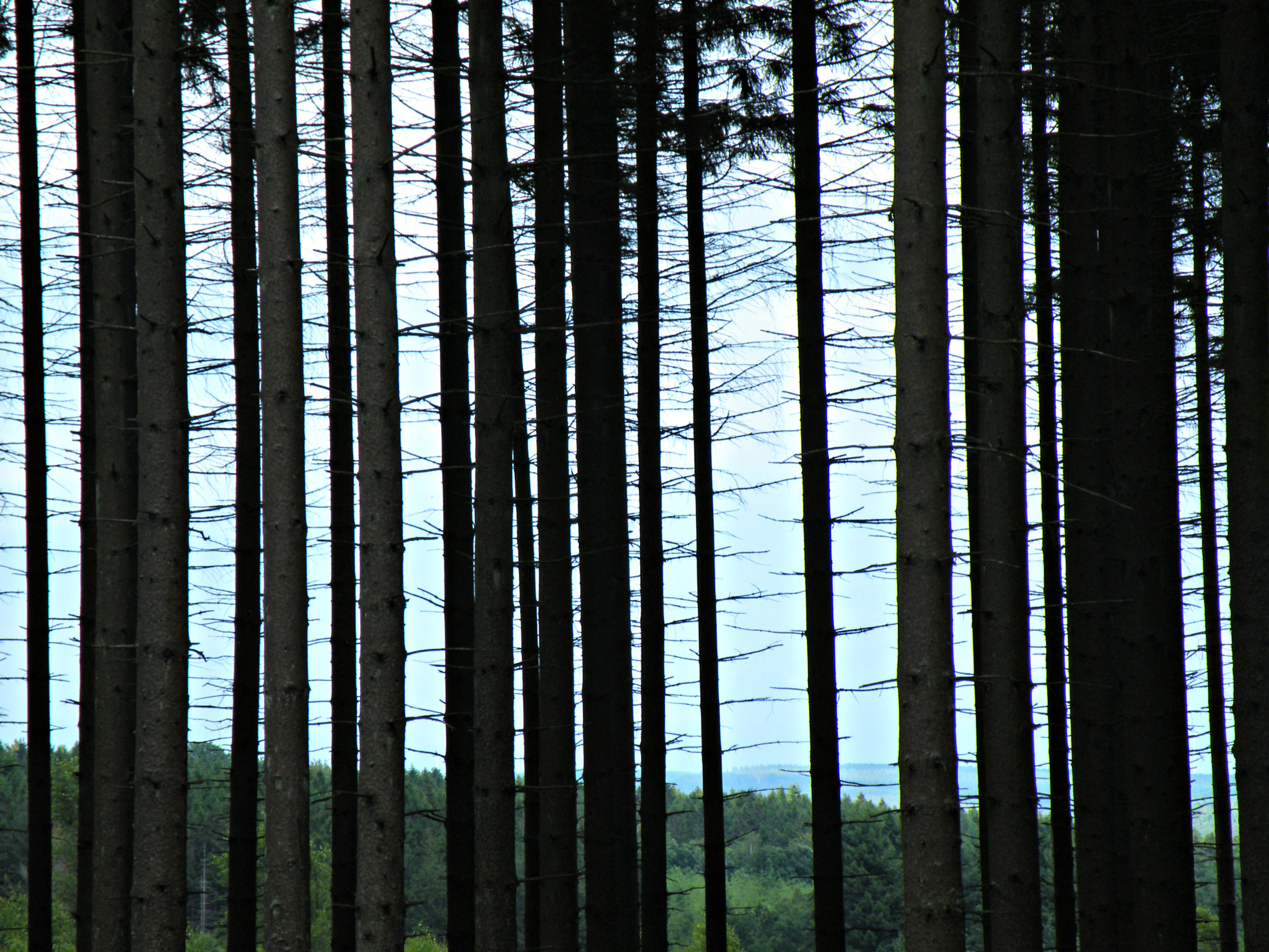 Fujifilm FinePix S8100fd sample photo. Vielsalm, forest hills belgium photography