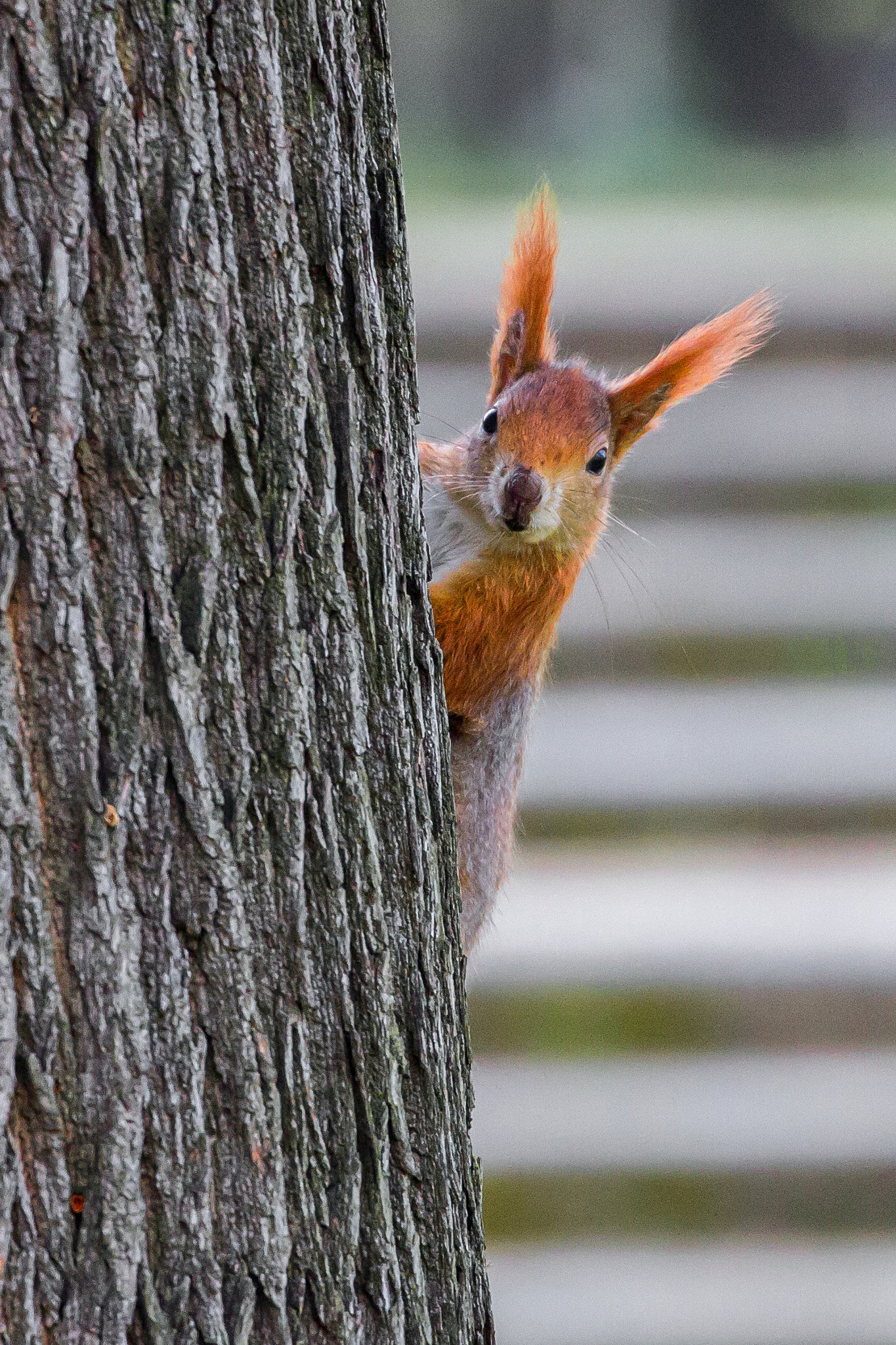 Canon EF 70-300mm F4-5.6L IS USM sample photo. Sciurus curiosus photography