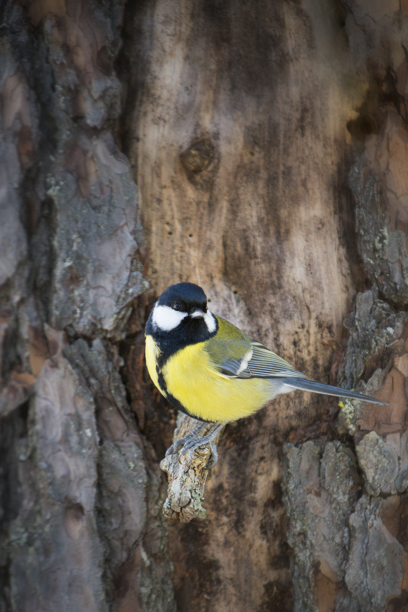 Pentax K-1 sample photo. Great tit photography