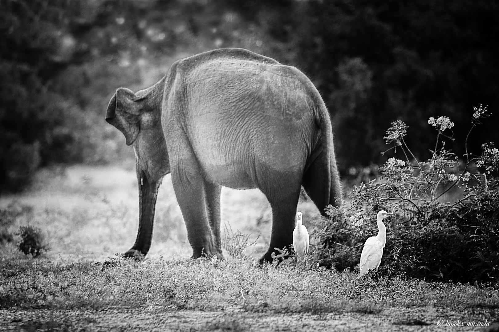 Canon EOS 500D (EOS Rebel T1i / EOS Kiss X3) + Canon EF 70-200mm F4L IS USM sample photo. Elephant in sri lanka photography