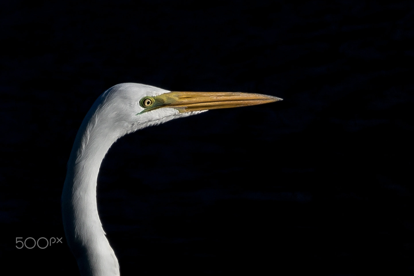 Sony 70-300mm F4.5-5.6 G SSM sample photo. Dagger photography