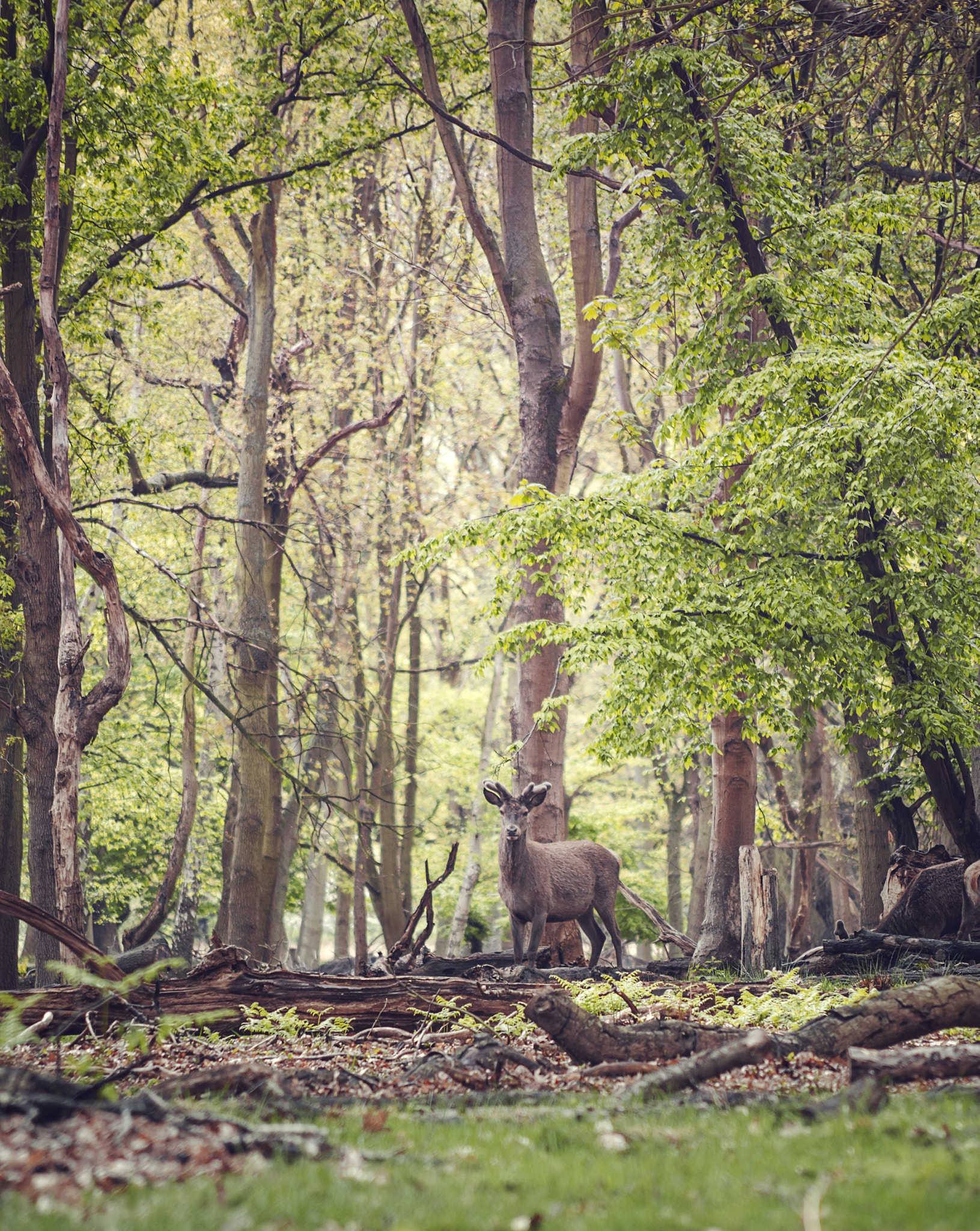 AF Nikkor 70-210mm f/4-5.6D sample photo. Deer at the forest photography