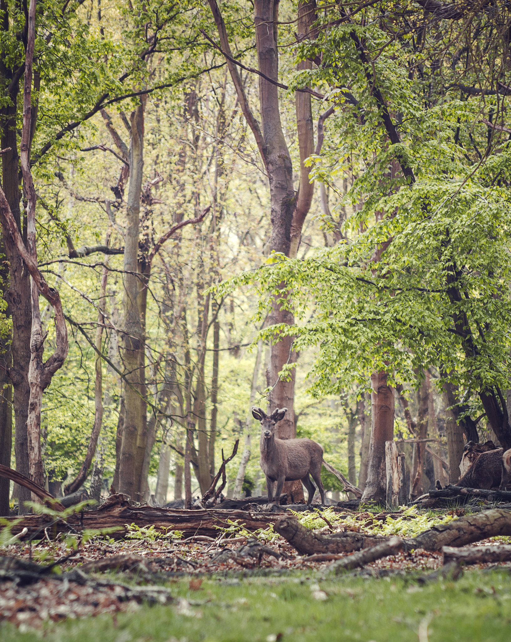 Nikon D600 + AF Nikkor 70-210mm f/4-5.6D sample photo. Deer at the forest photography