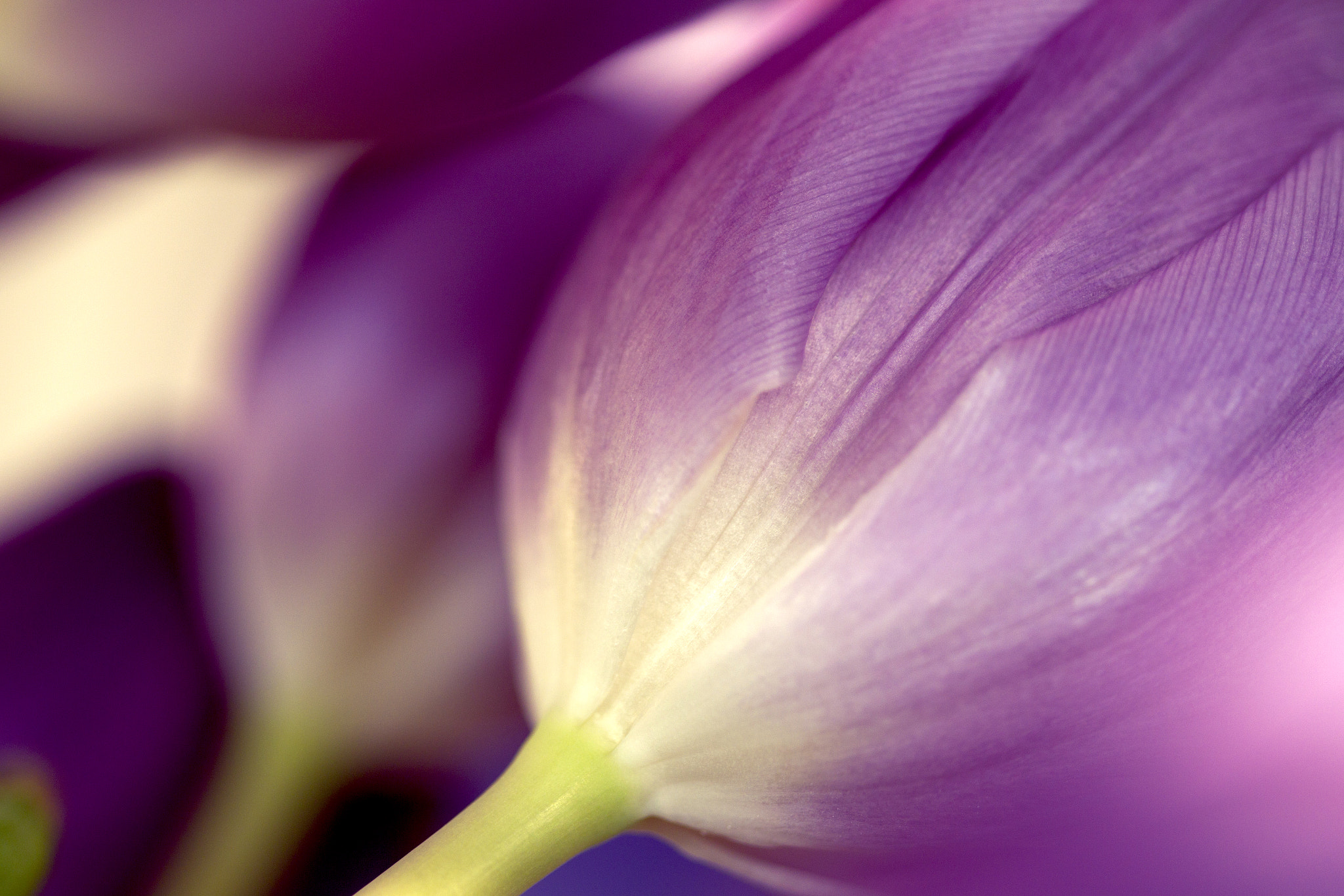 Canon EF 100mm F2.8 Macro USM sample photo. Purple dream photography
