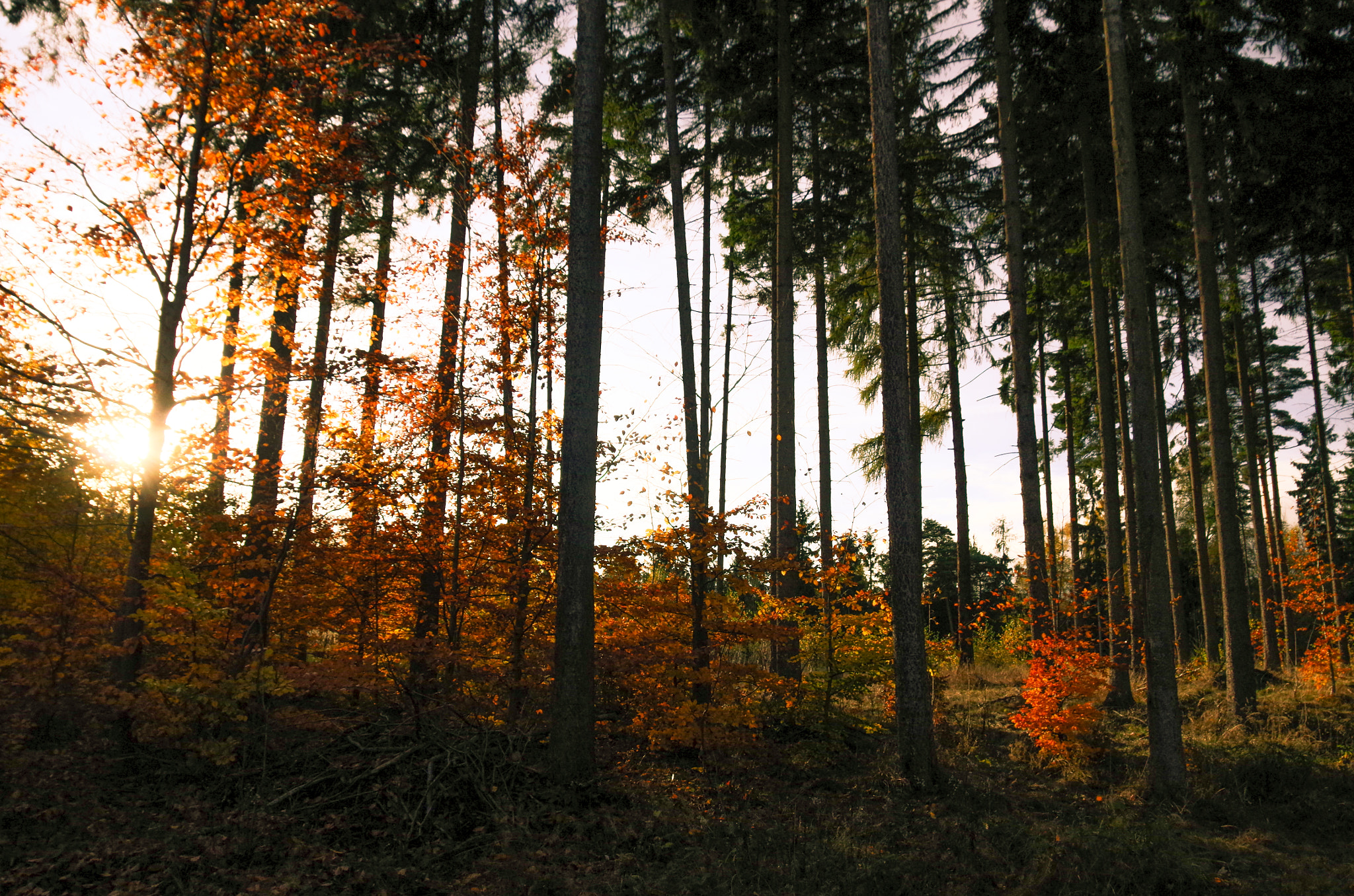 Pentax K-50 + Sigma AF 10-20mm F4-5.6 EX DC sample photo. Autumn sunset photography