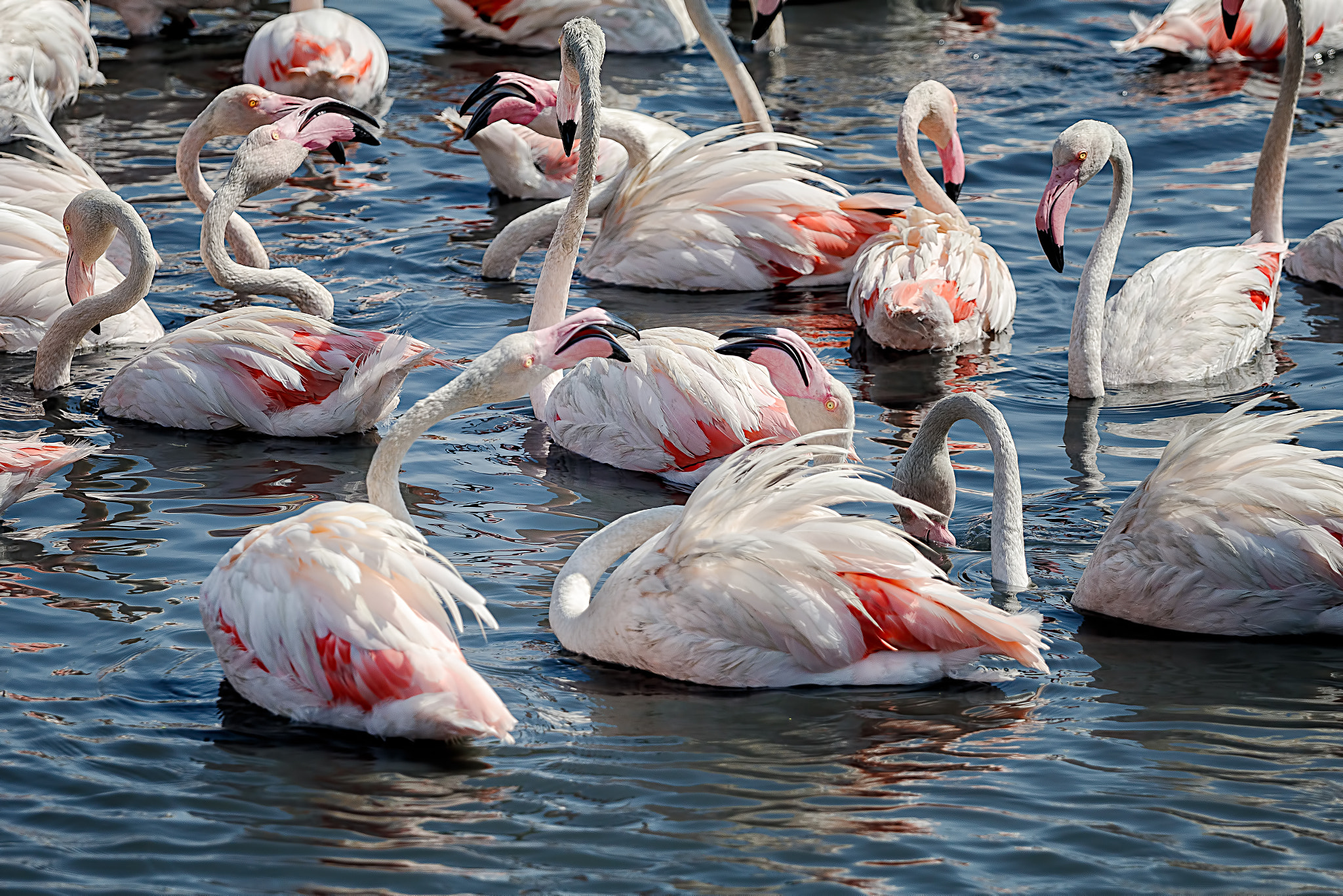 Canon EOS 80D + Canon EF 70-200mm F4L USM sample photo. Flamencos enamorados photography