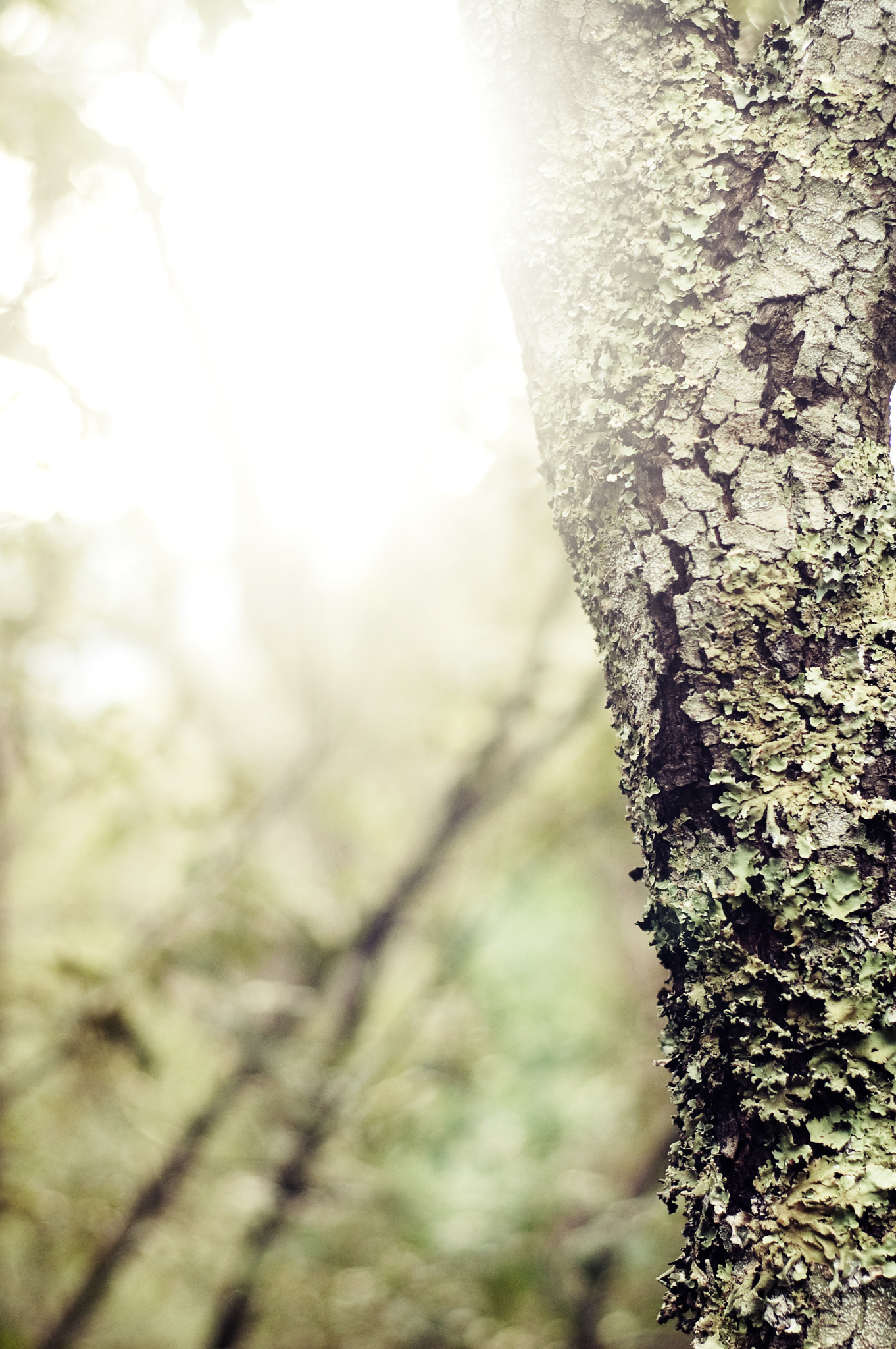 Nikon D50 + AF Nikkor 50mm f/1.8 N sample photo. Tree detail photography