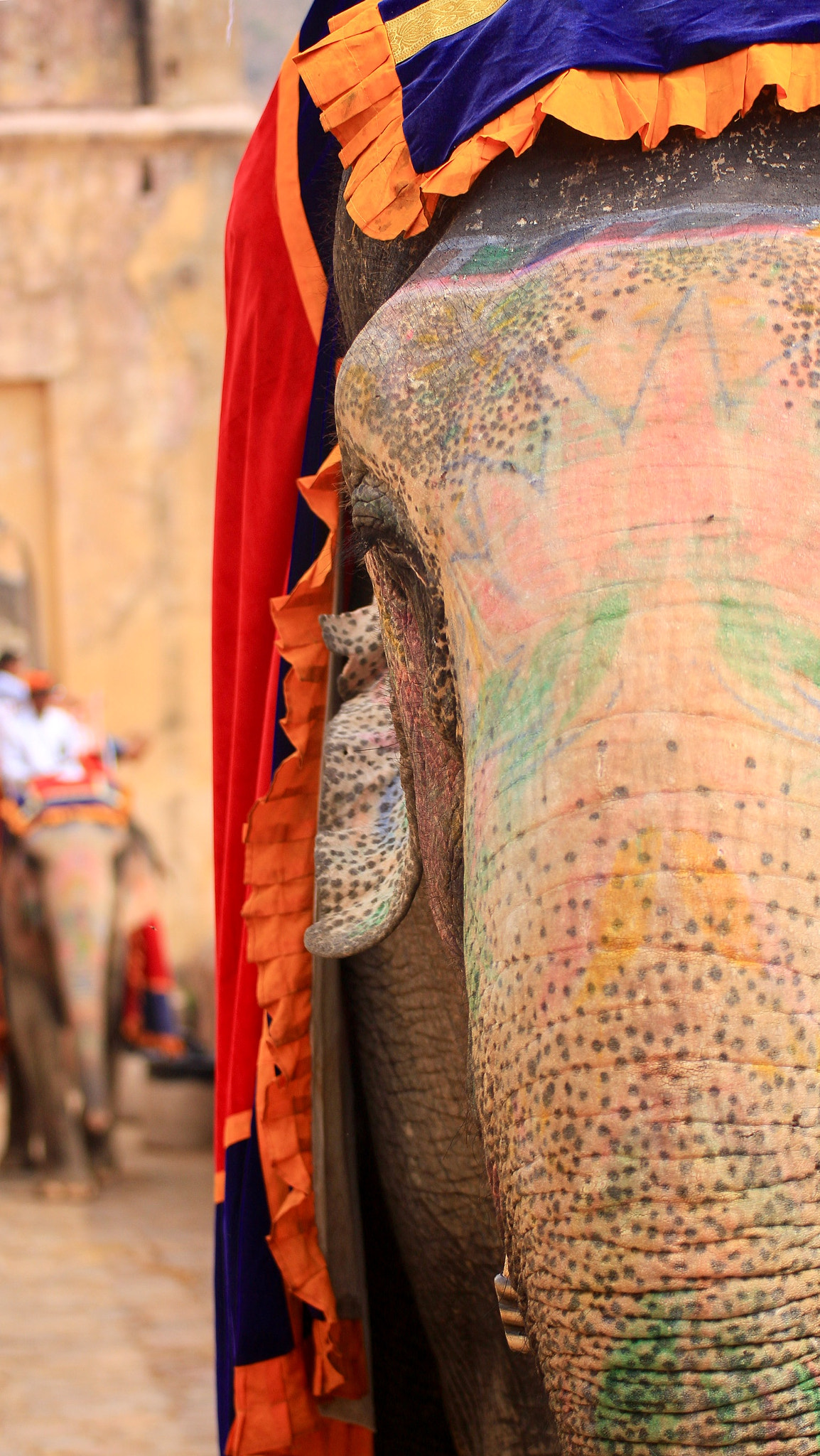 Canon EOS 650D (EOS Rebel T4i / EOS Kiss X6i) sample photo. Elephant photography