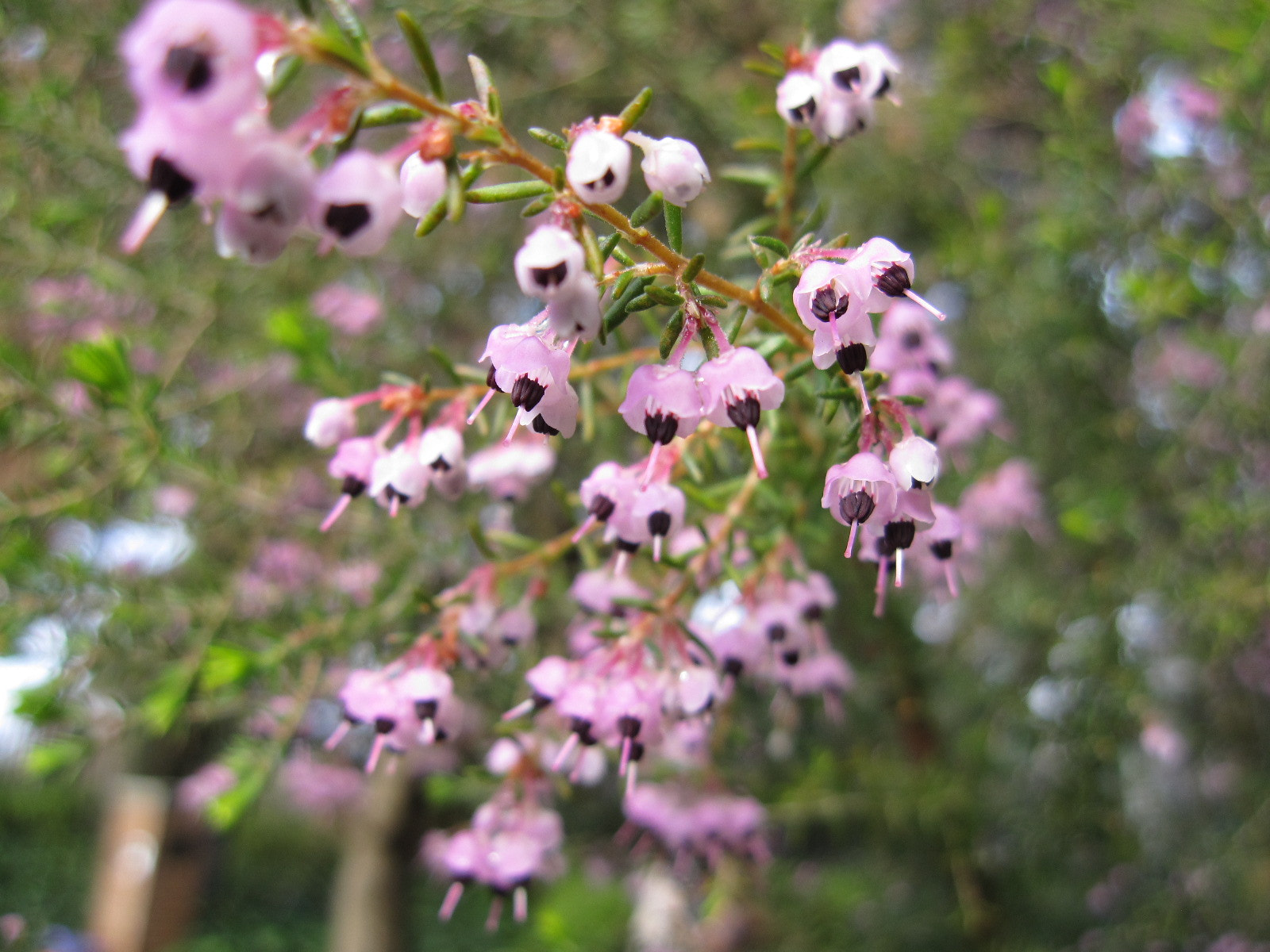 Canon PowerShot SD960 IS (Digital IXUS 110 IS / IXY Digital 510 IS) sample photo. Erica canaliculata in yokohama last spring photography