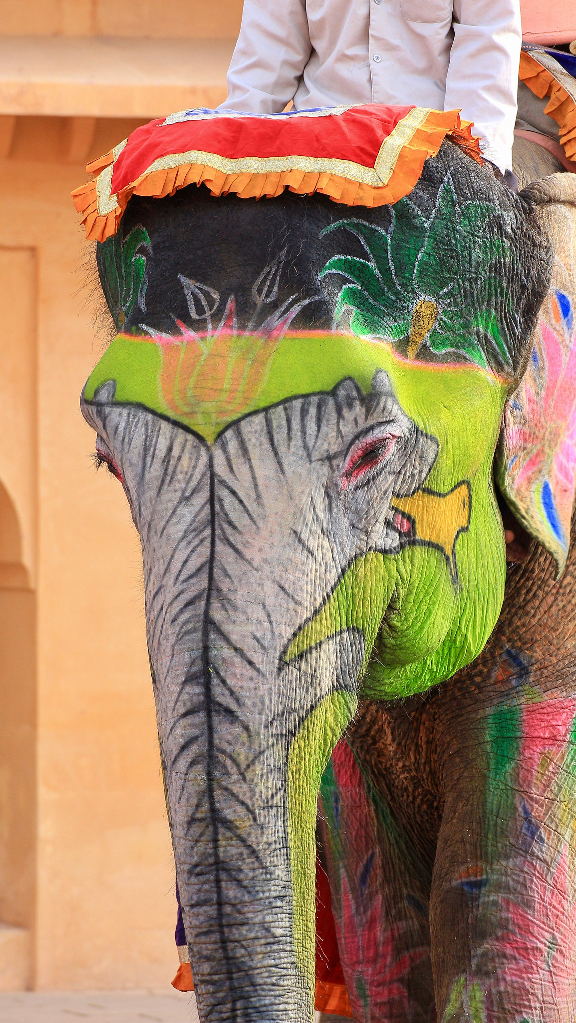 Canon EOS 650D (EOS Rebel T4i / EOS Kiss X6i) sample photo. Elephant photography
