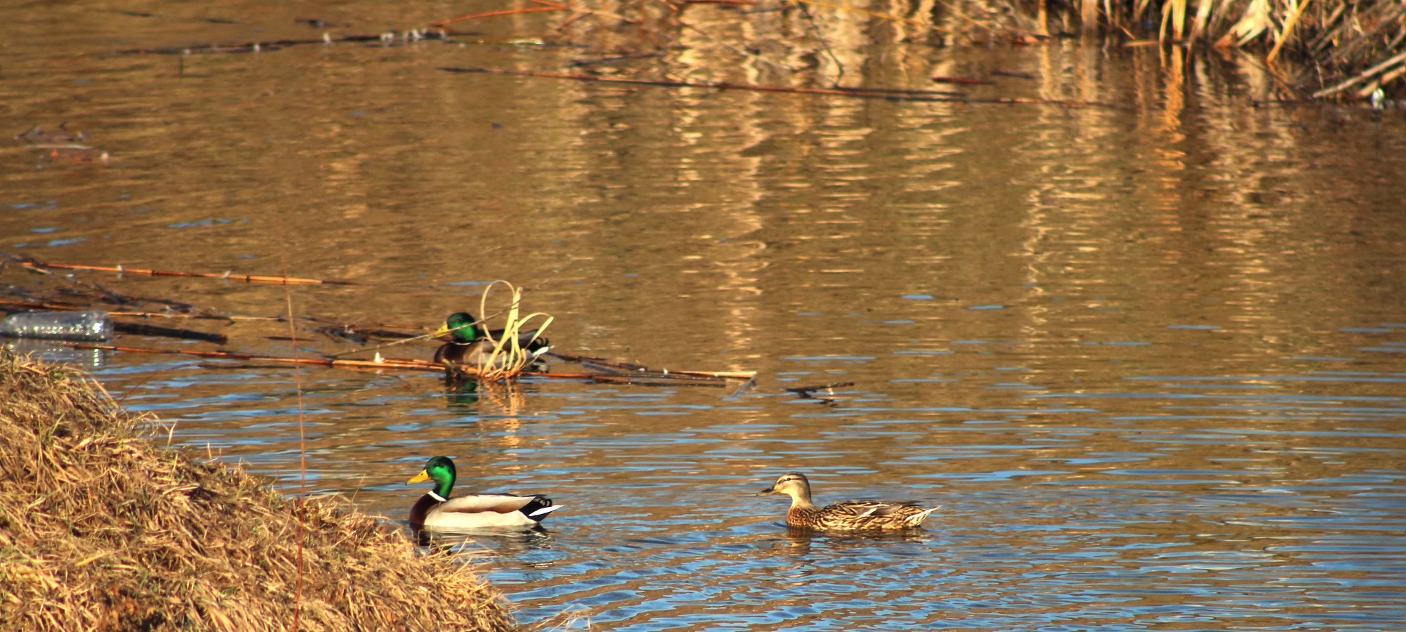 Canon EOS 700D (EOS Rebel T5i / EOS Kiss X7i) + EF75-300mm f/4-5.6 sample photo. Ducks in gold photography