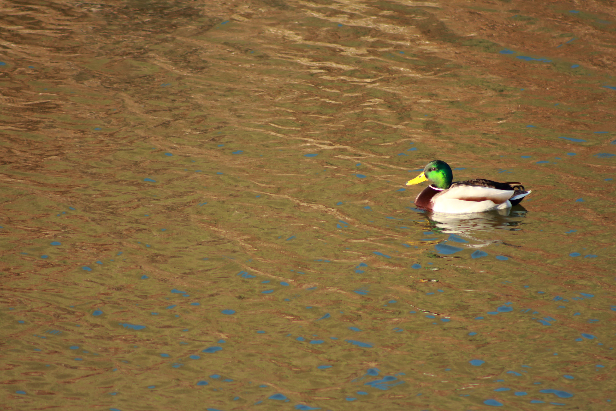 Canon EOS 700D (EOS Rebel T5i / EOS Kiss X7i) sample photo. Lonely duck photography