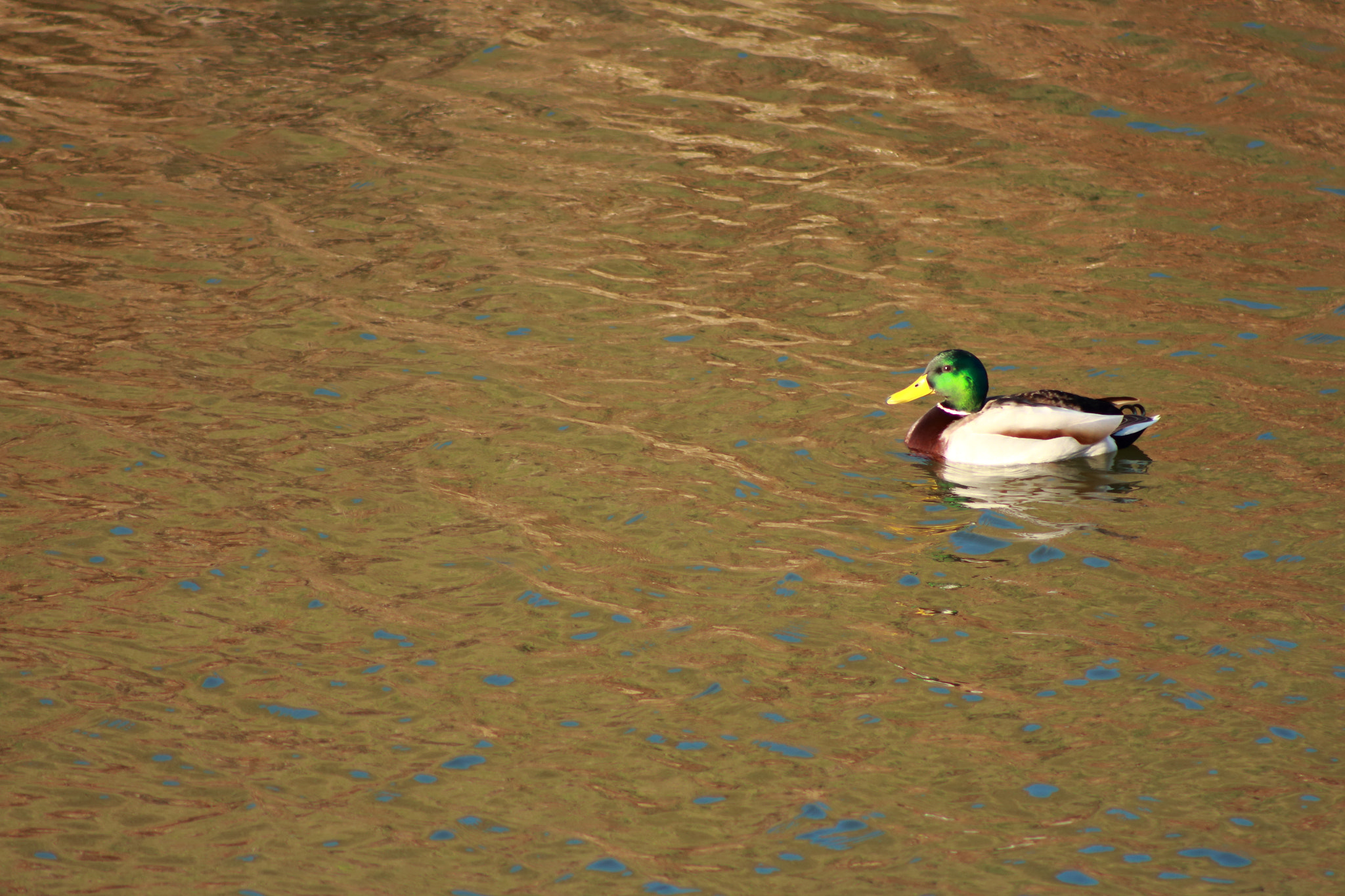 Canon EOS 700D (EOS Rebel T5i / EOS Kiss X7i) + EF75-300mm f/4-5.6 sample photo. Lonely duck photography