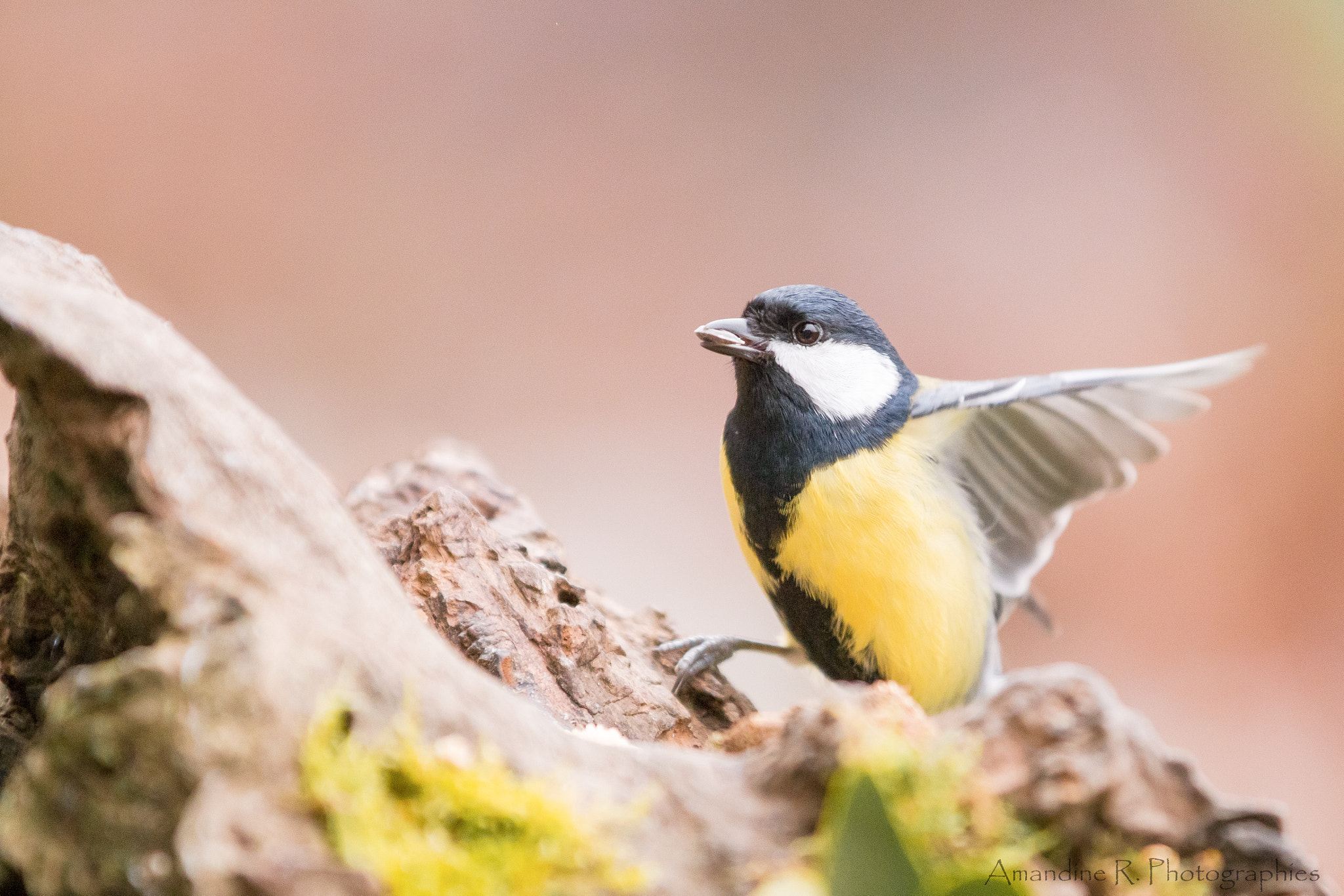 Canon EF 70-200mm F2.8L IS II USM sample photo. Mésange photography