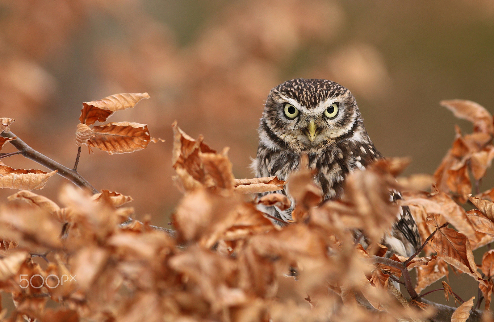 Canon EOS 760D (EOS Rebel T6s / EOS 8000D) + Canon EF 300mm F2.8L IS USM sample photo. Little owl photography