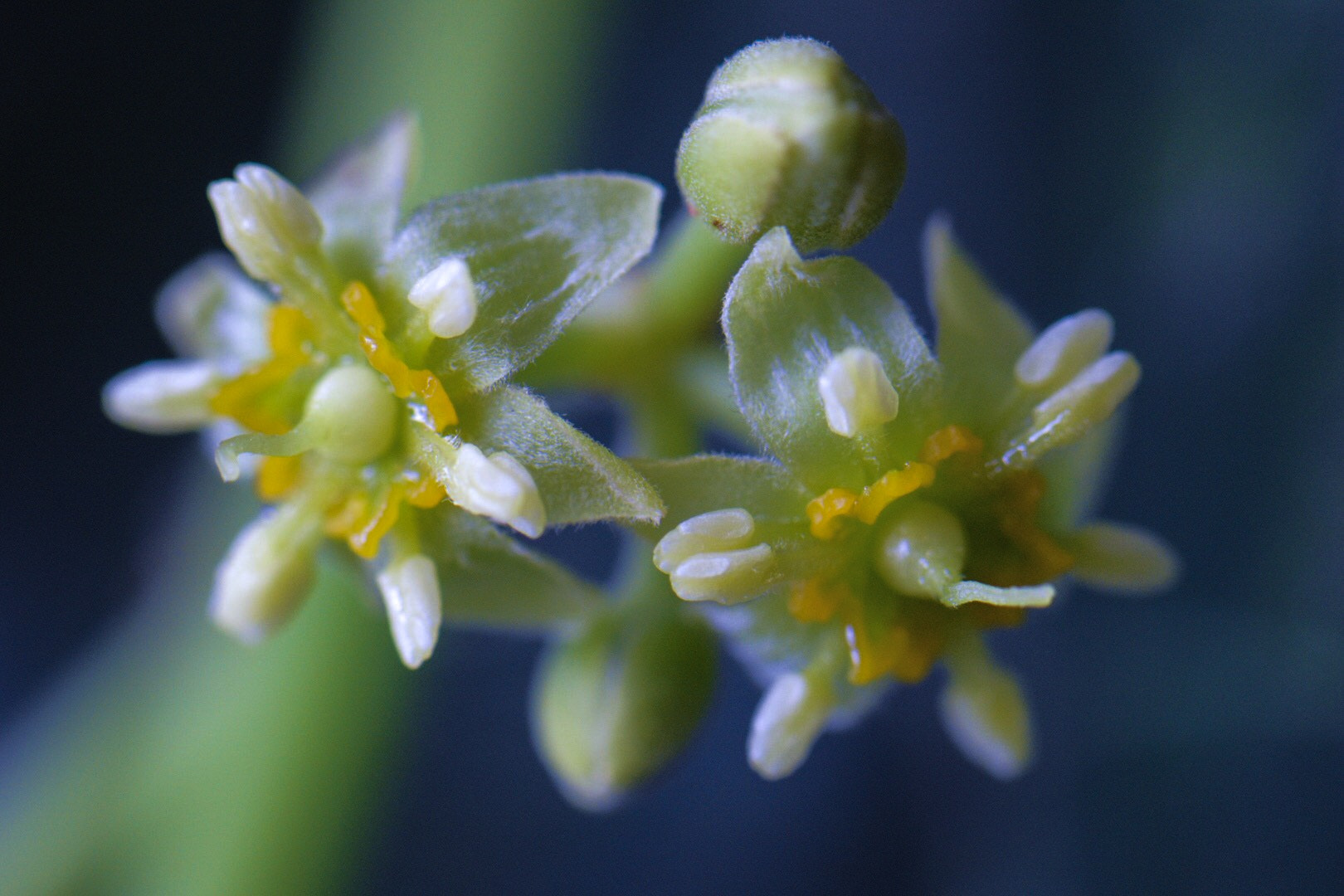 Nikon AF-S Micro-Nikkor 105mm F2.8G IF-ED VR sample photo. Avocado flower photography