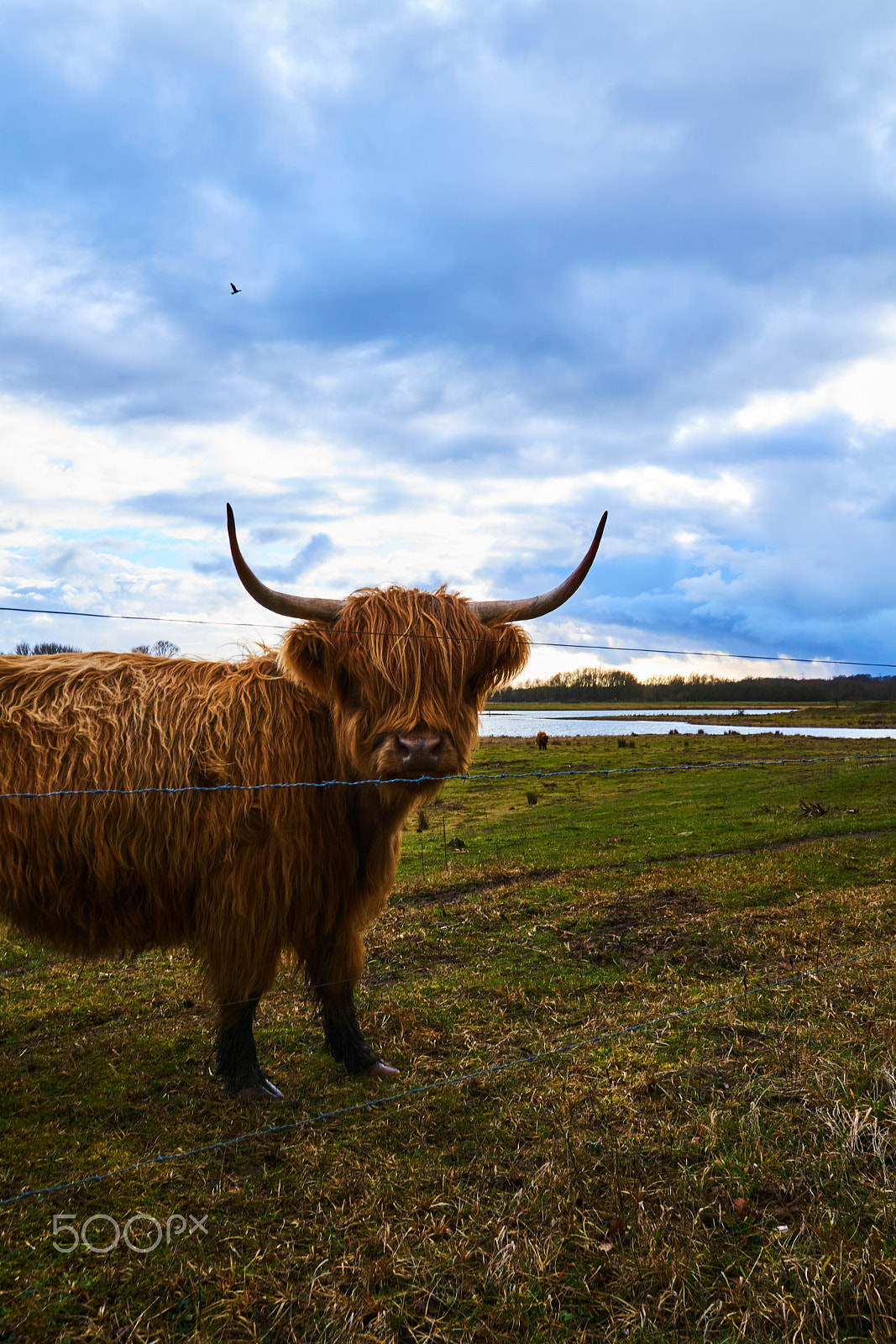 Sigma 19mm F2.8 EX DN sample photo. Cattle photography