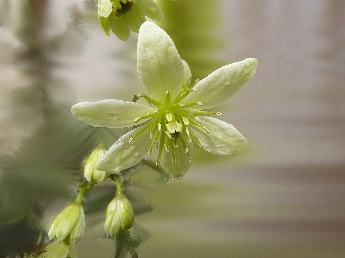 Panasonic Lumix DMC-ZS1 (Lumix DMC-TZ6) sample photo. Clematis, a little soft green flower photography