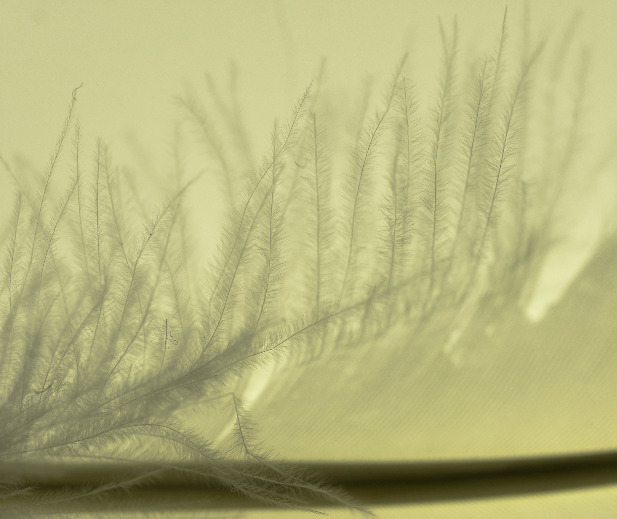 Panasonic Lumix DMC-GM1 sample photo. Feather forest photography