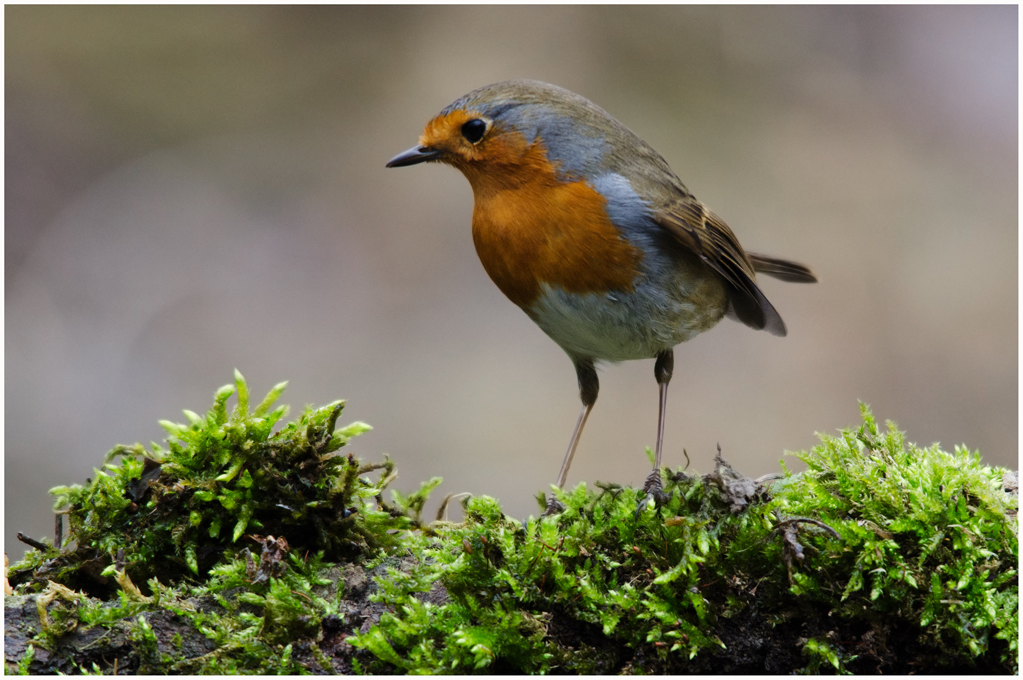 Sigma 150-500mm F5-6.3 DG OS HSM sample photo. Robin photography